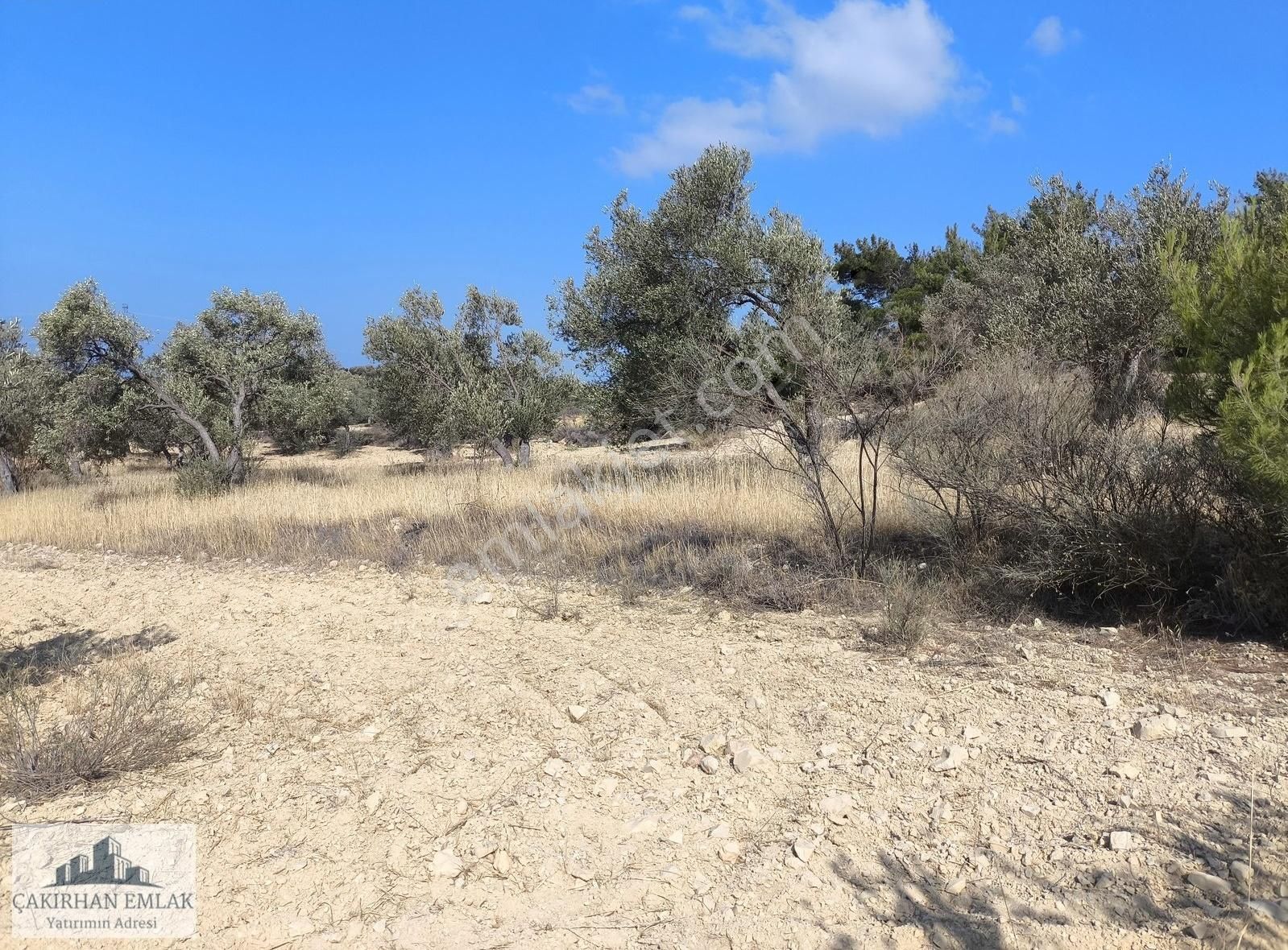 Deniz Manzaralı Çift Cephe Kadastro Yolu Olan Satılık Zeytinlik - Görsel 5