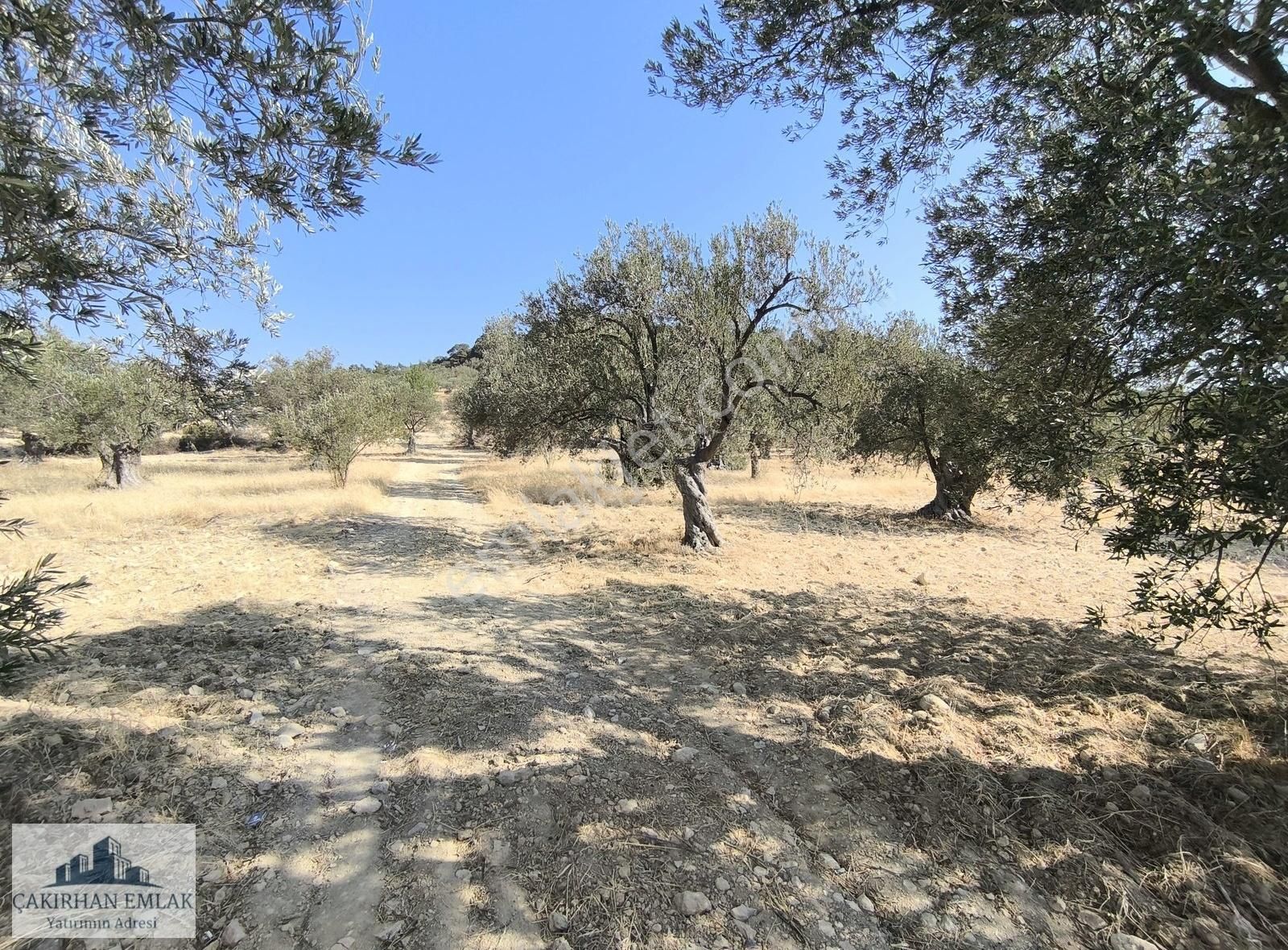 Kadastro Yola Cepheli Doğa Manzaralı Satılık Zeytinlik