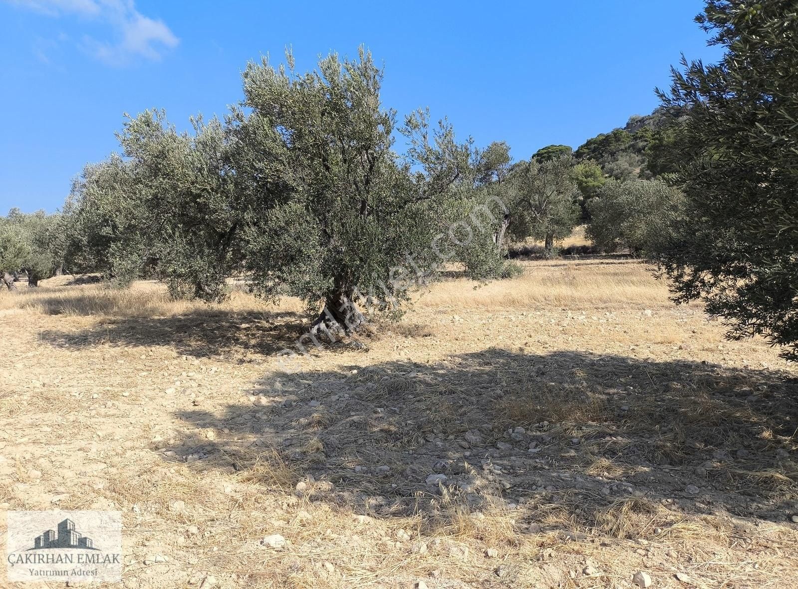 Kadastro Yola Cepheli Doğa Manzaralı Satılık Zeytinlik - Görsel 4