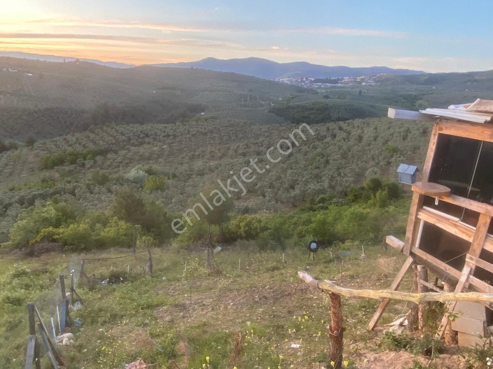 Bursa Gemlik Adliye Köyünde Satılık Deniz Manzaralı Zeytinlik - Görsel 2