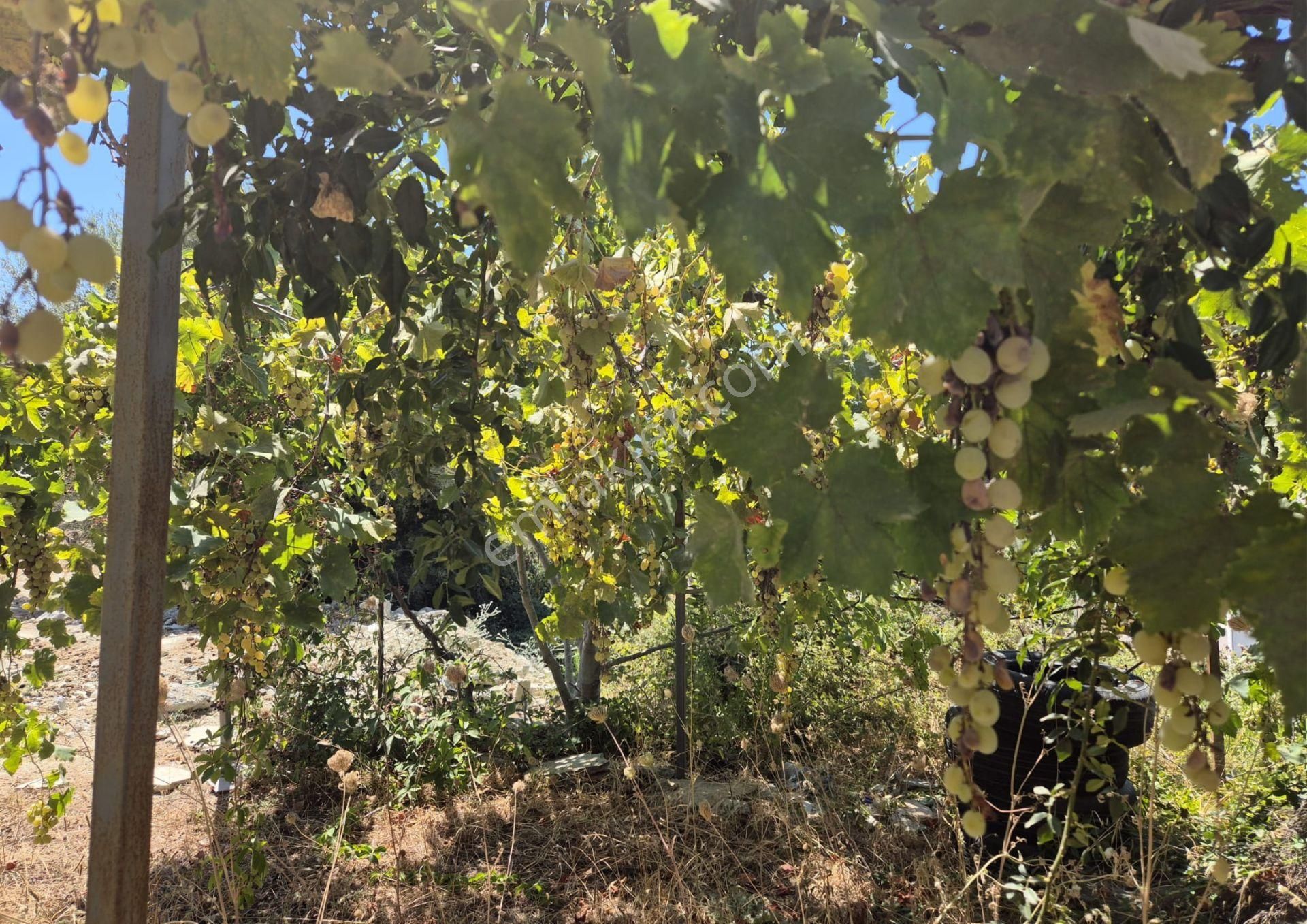 Aydın Kuşadası Soğucak Satılık İmarlı Arsa Denize 3 Km - Görsel 14