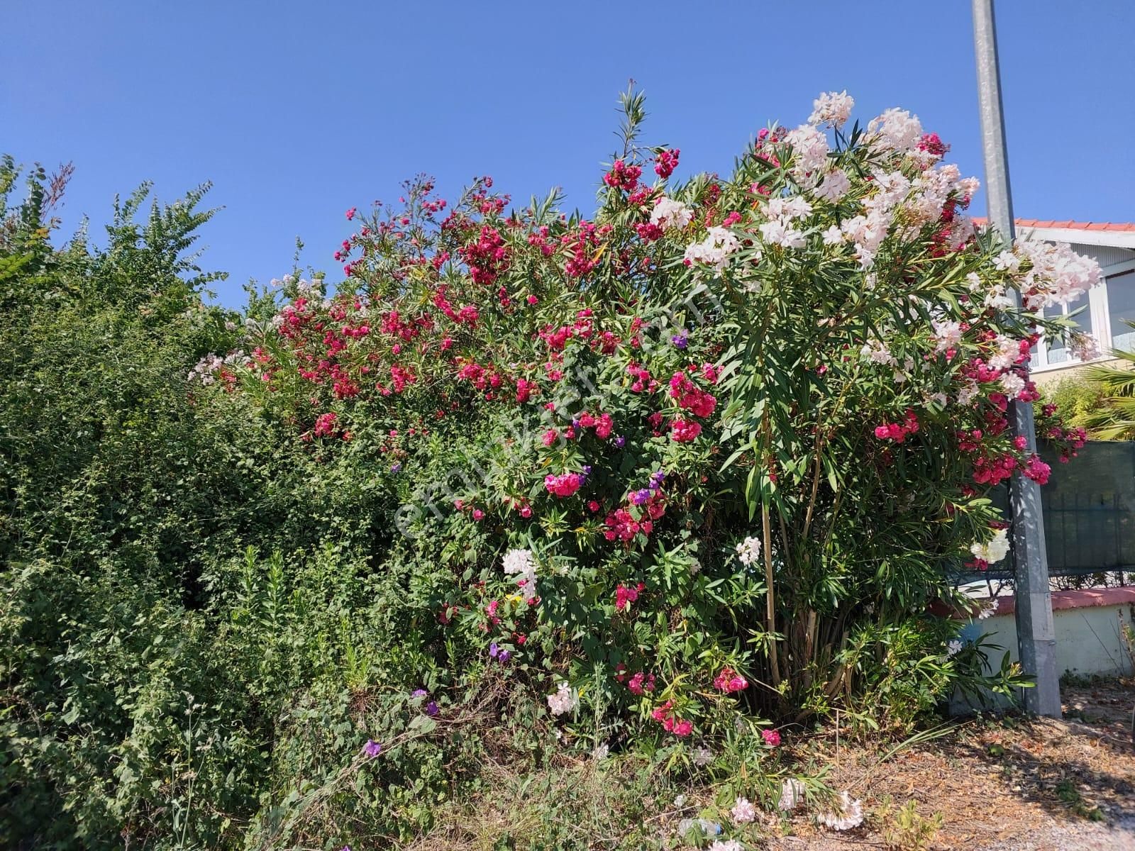 Dalyan Merkezde 500 M2 Müstakil Kelepir Arsa Satılık - Görsel 3