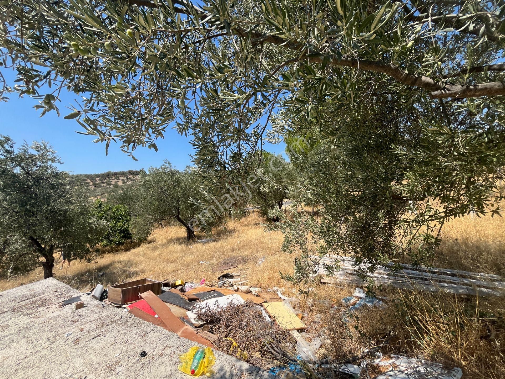 Şarköy'de Asfalta 10 M. Mesafede 50 Ağaç Satılık Zeytinlik - Görsel 31