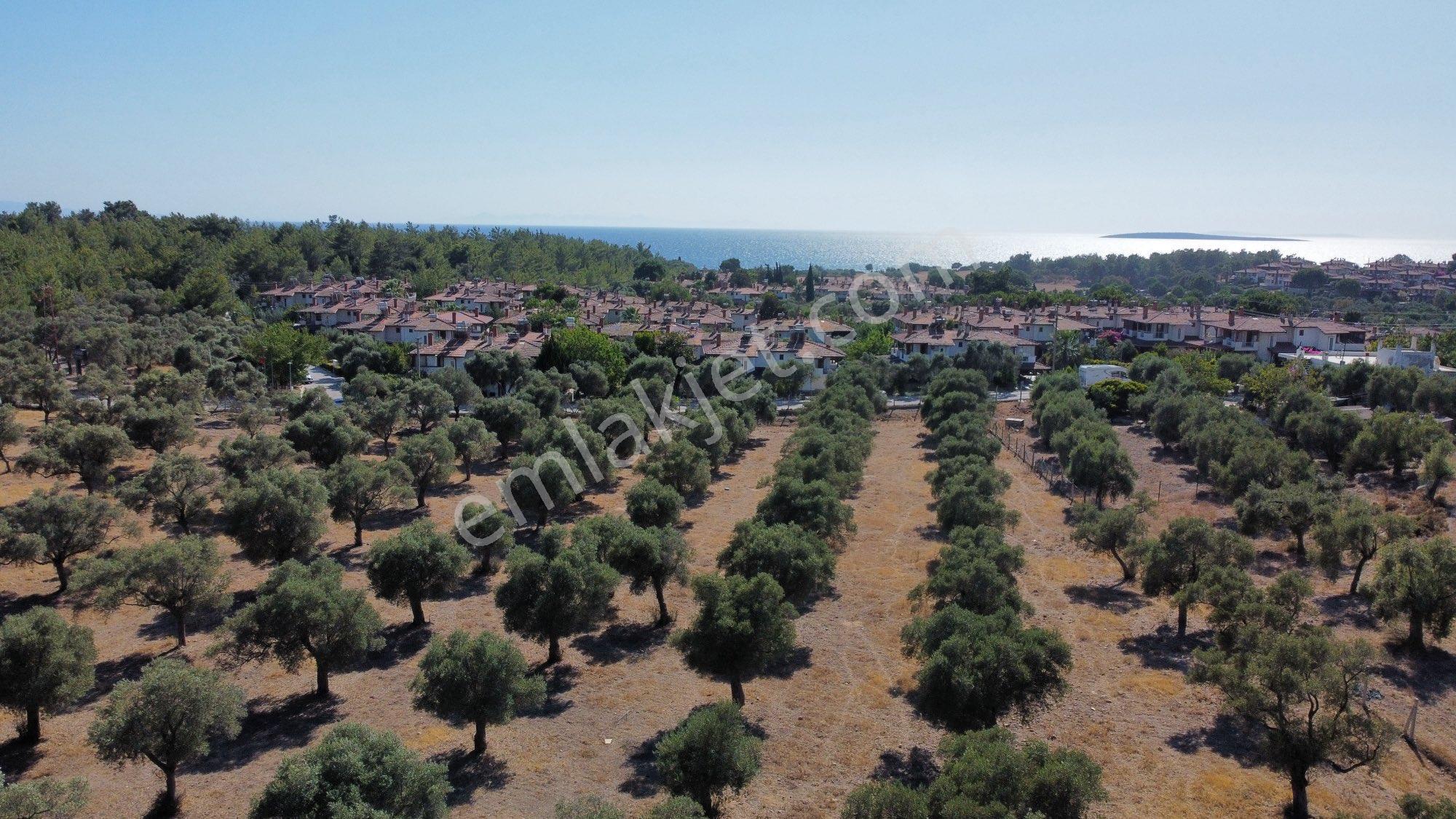 Denize 600 Metre İmara Yakın Bölgede 10 Dönüm Zeytinlik - Görsel 16