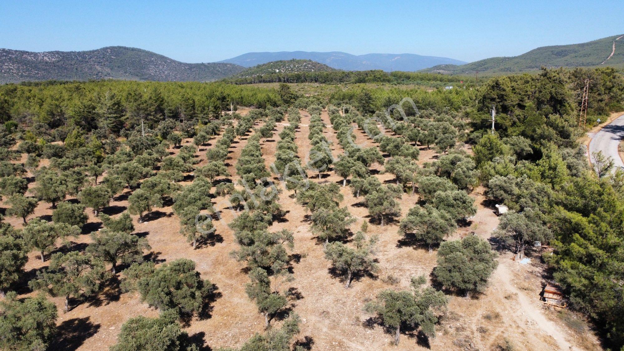 Denize 600 Metre İmara Yakın Bölgede 10 Dönüm Zeytinlik - Görsel 9