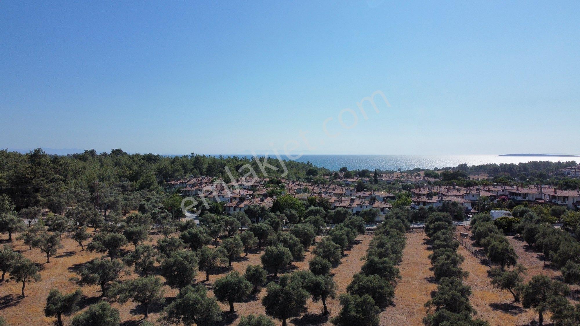Denize 600 Metre İmara Yakın Bölgede 10 Dönüm Zeytinlik - Görsel 15