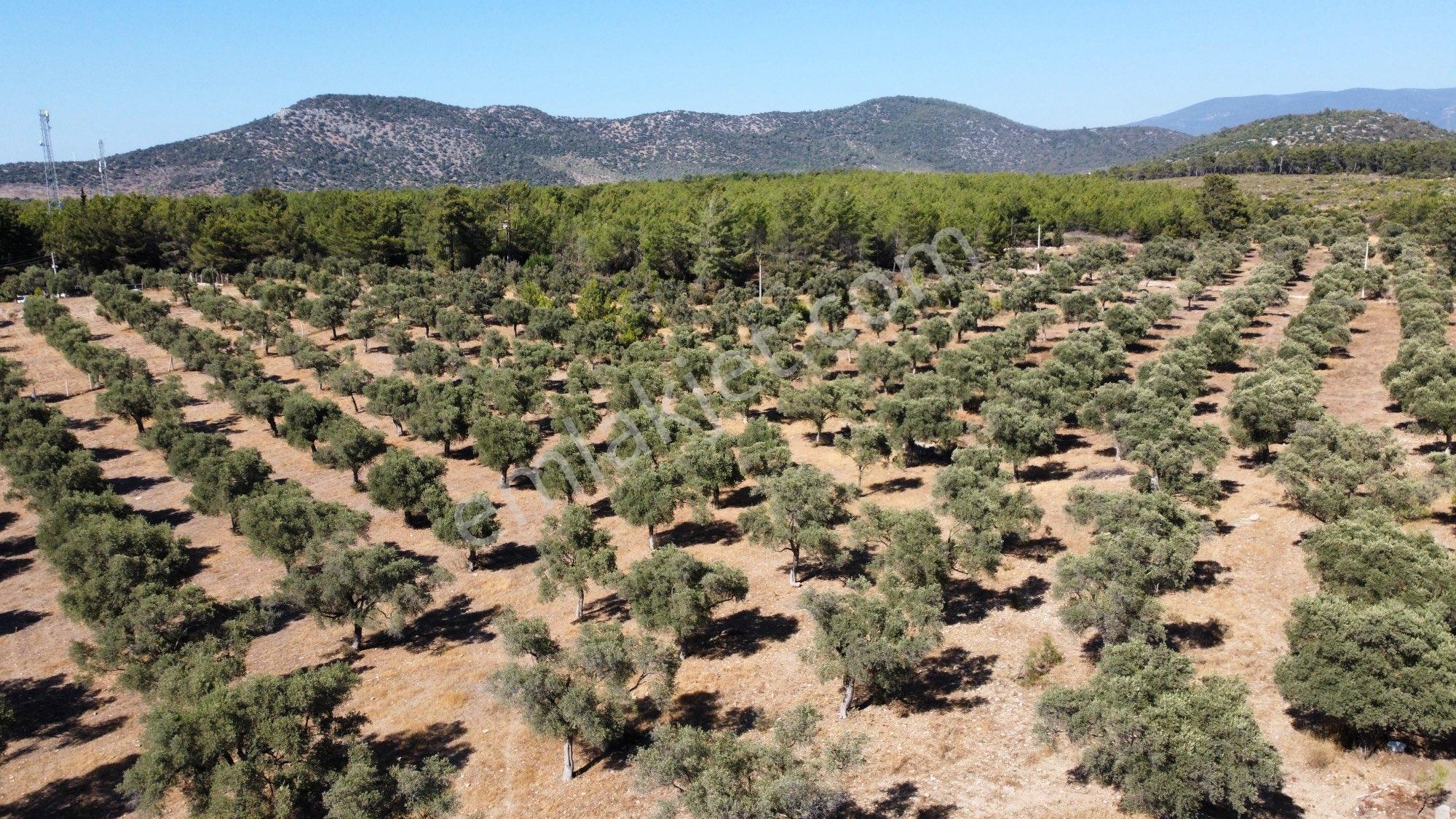 Denize 600 Metre İmara Yakın Bölgede 10 Dönüm Zeytinlik - Görsel 14