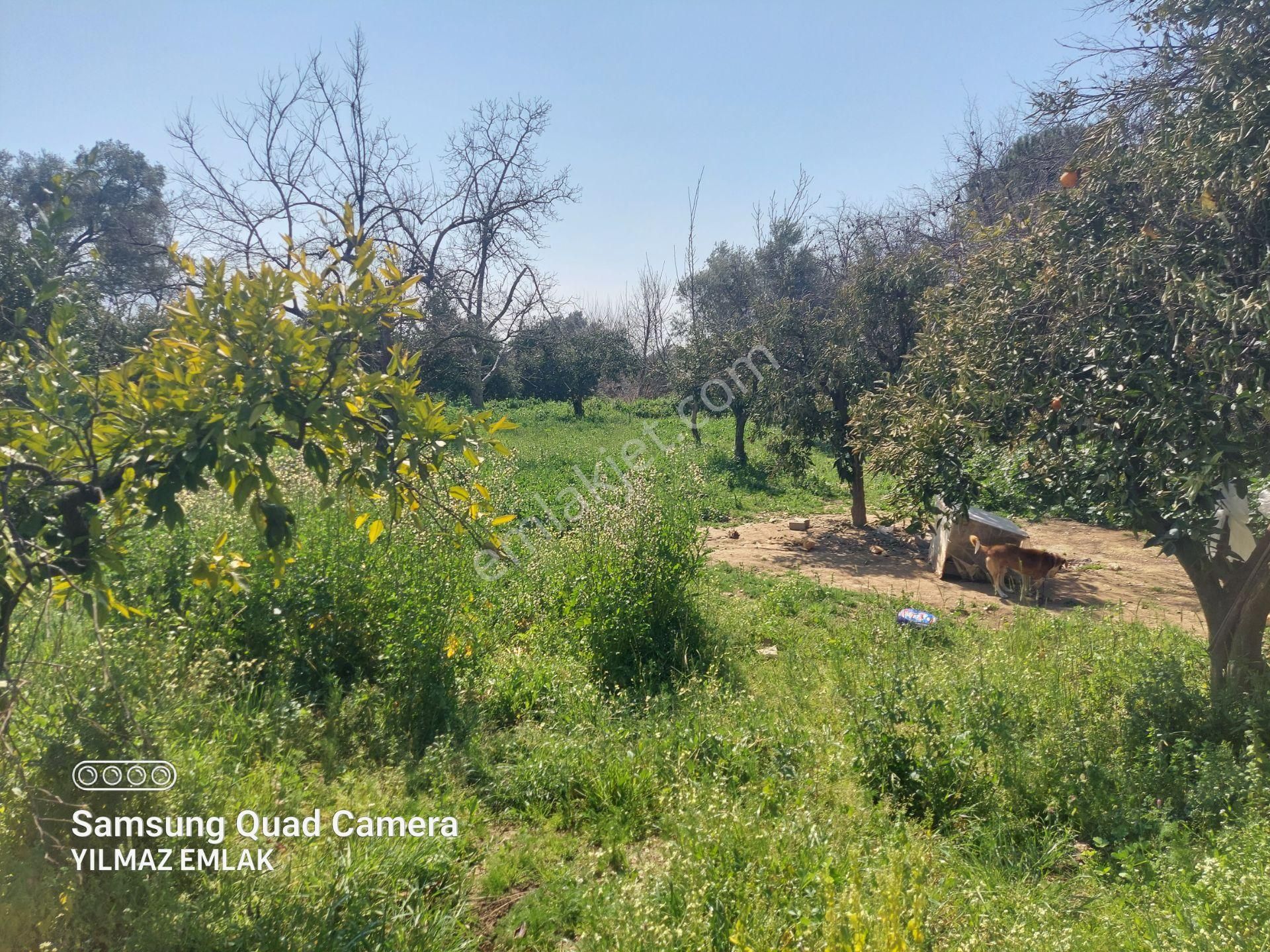 648 Aydın Nazilli Yalınkuyu Mahallesinde Satılık Portakal Bahçesi - Görsel 17