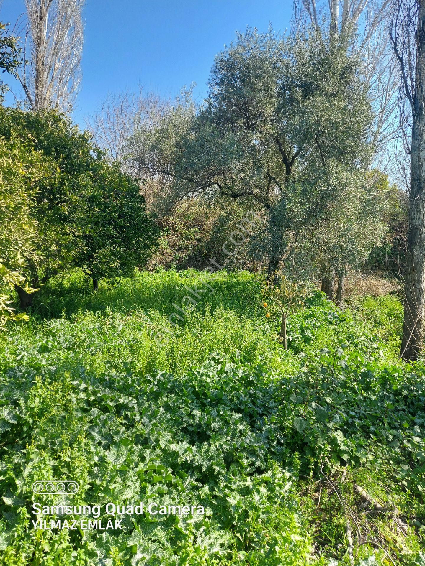 648 Aydın Nazilli Yalınkuyu Mahallesinde Satılık Portakal Bahçesi - Görsel 6