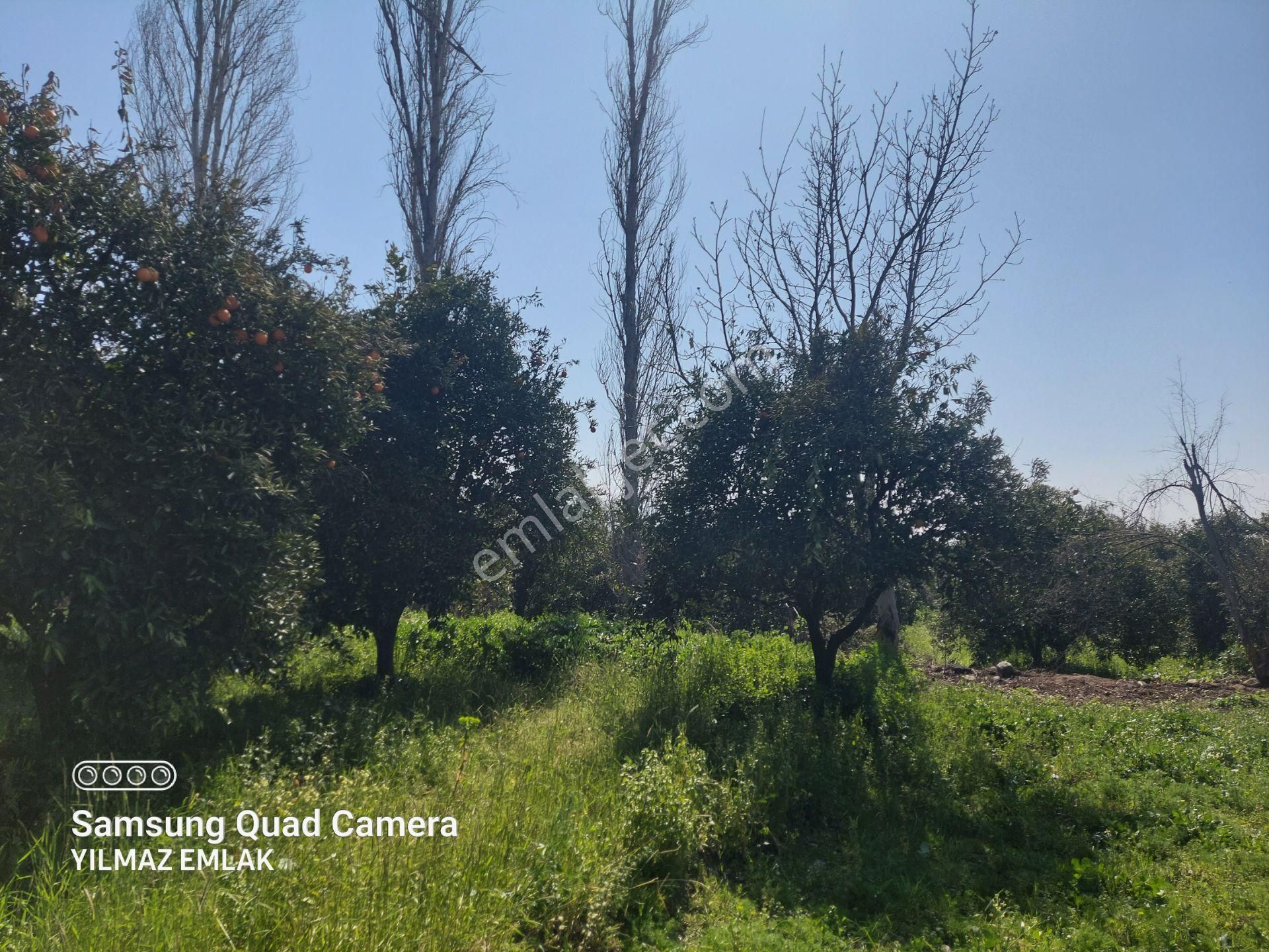 648 Aydın Nazilli Yalınkuyu Mahallesinde Satılık Portakal Bahçesi - Görsel 11