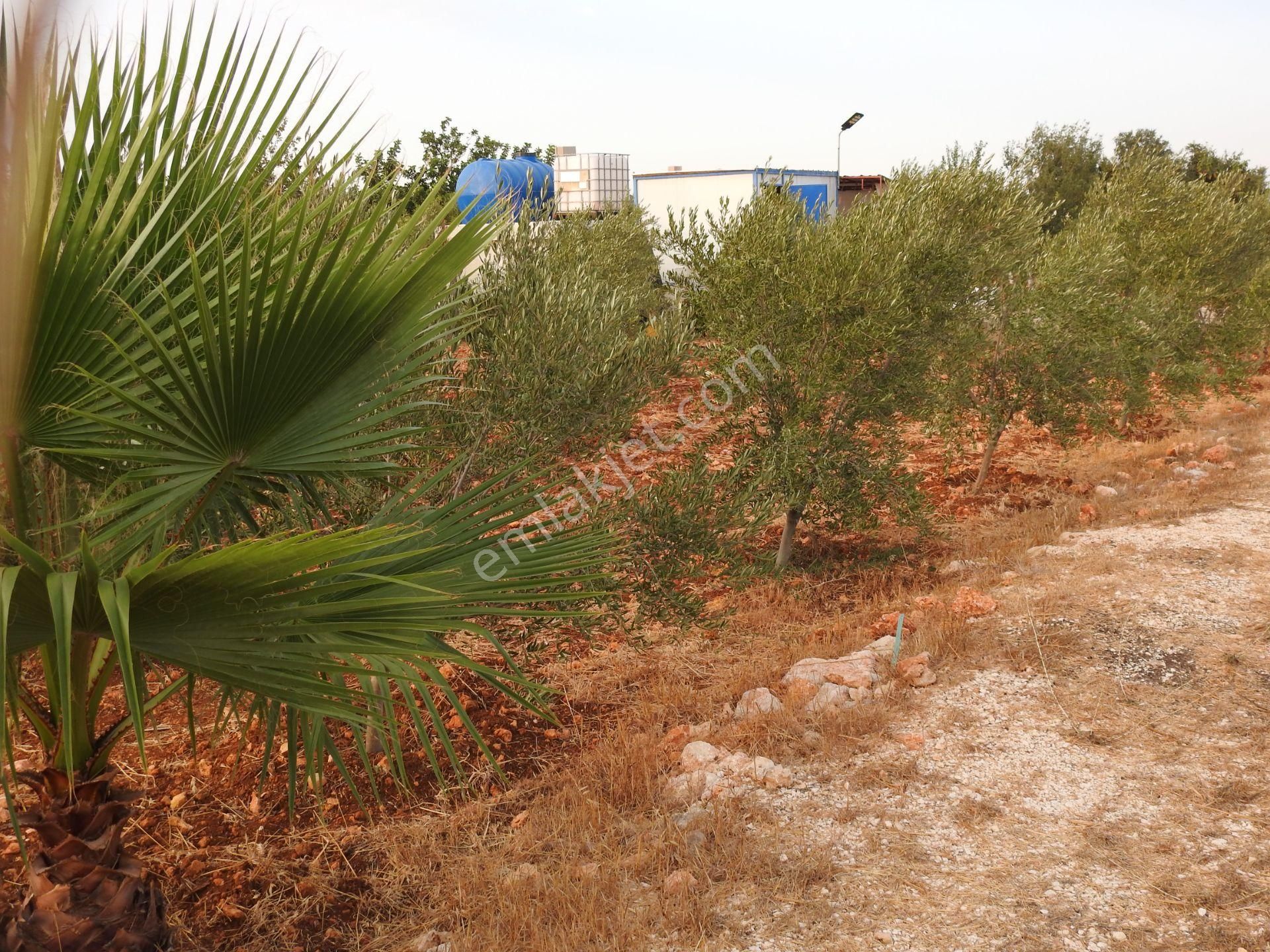 Silifke Hüseyinler De Deniz Manzalı Satılık 1088m2 Tarla!!! - Görsel 17