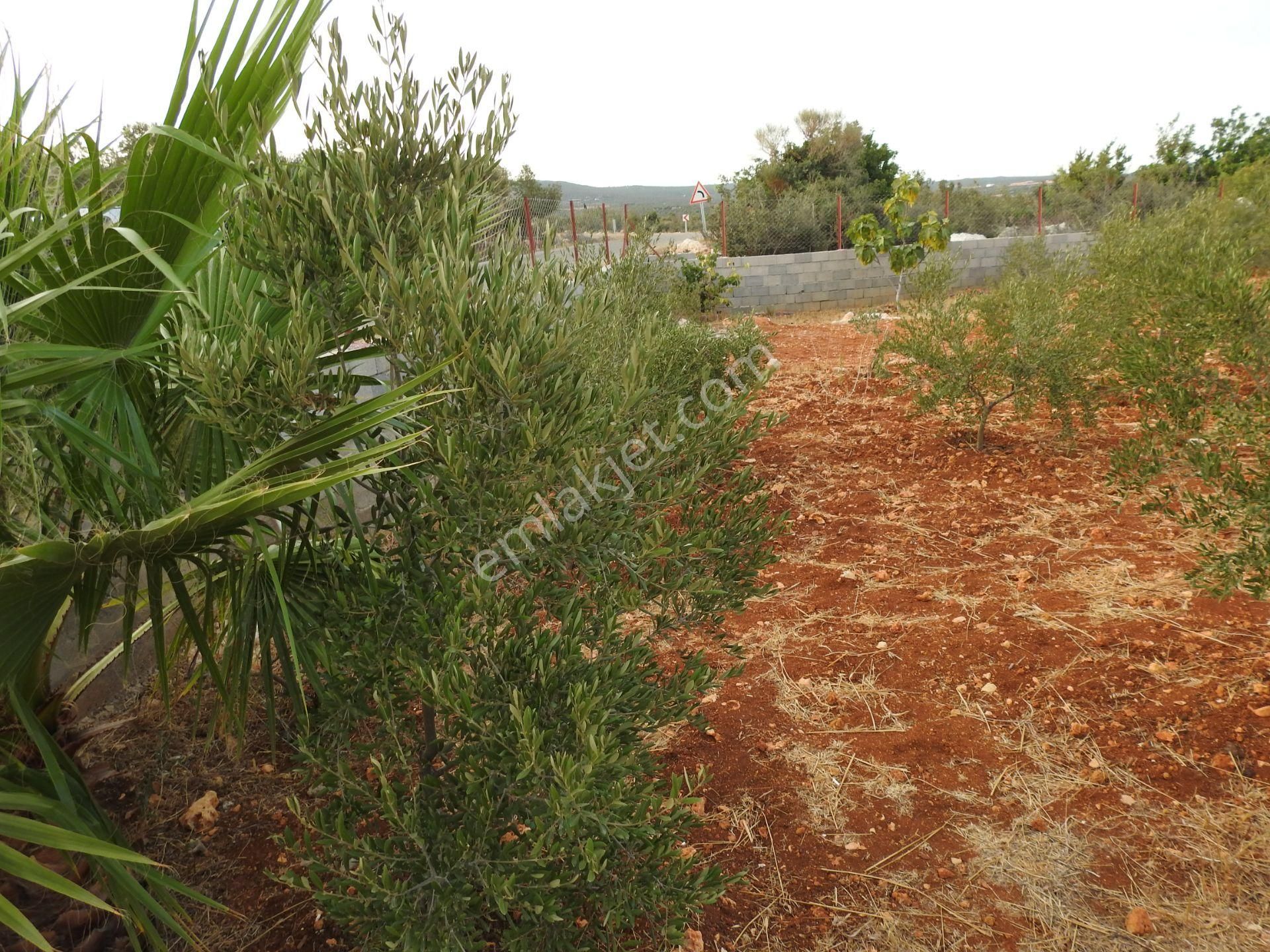 Silifke Hüseyinler De Deniz Manzalı Satılık 1088m2 Tarla!!! - Görsel 16