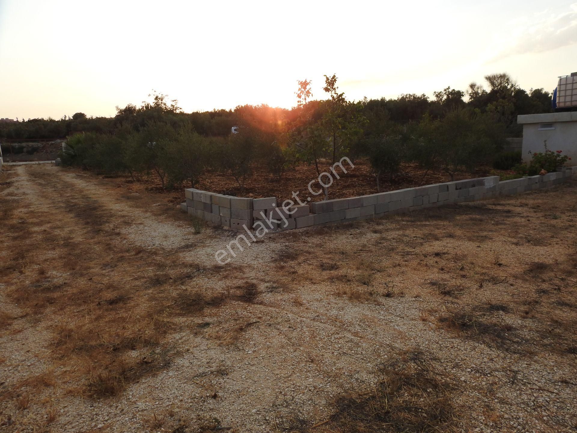 Silifke Hüseyinler De Deniz Manzalı Satılık 1088m2 Tarla!!! - Görsel 12
