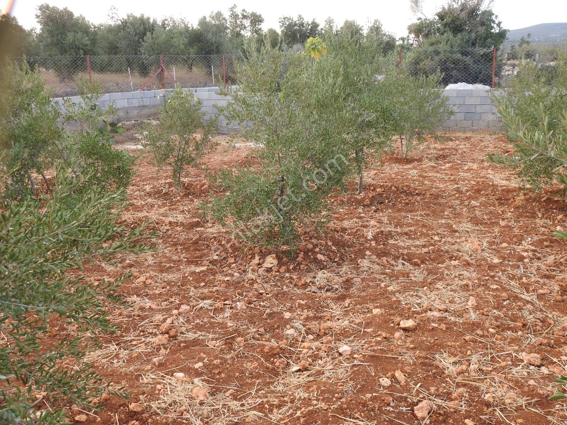 Silifke Hüseyinler De Deniz Manzalı Satılık 1088m2 Tarla!!! - Görsel 20