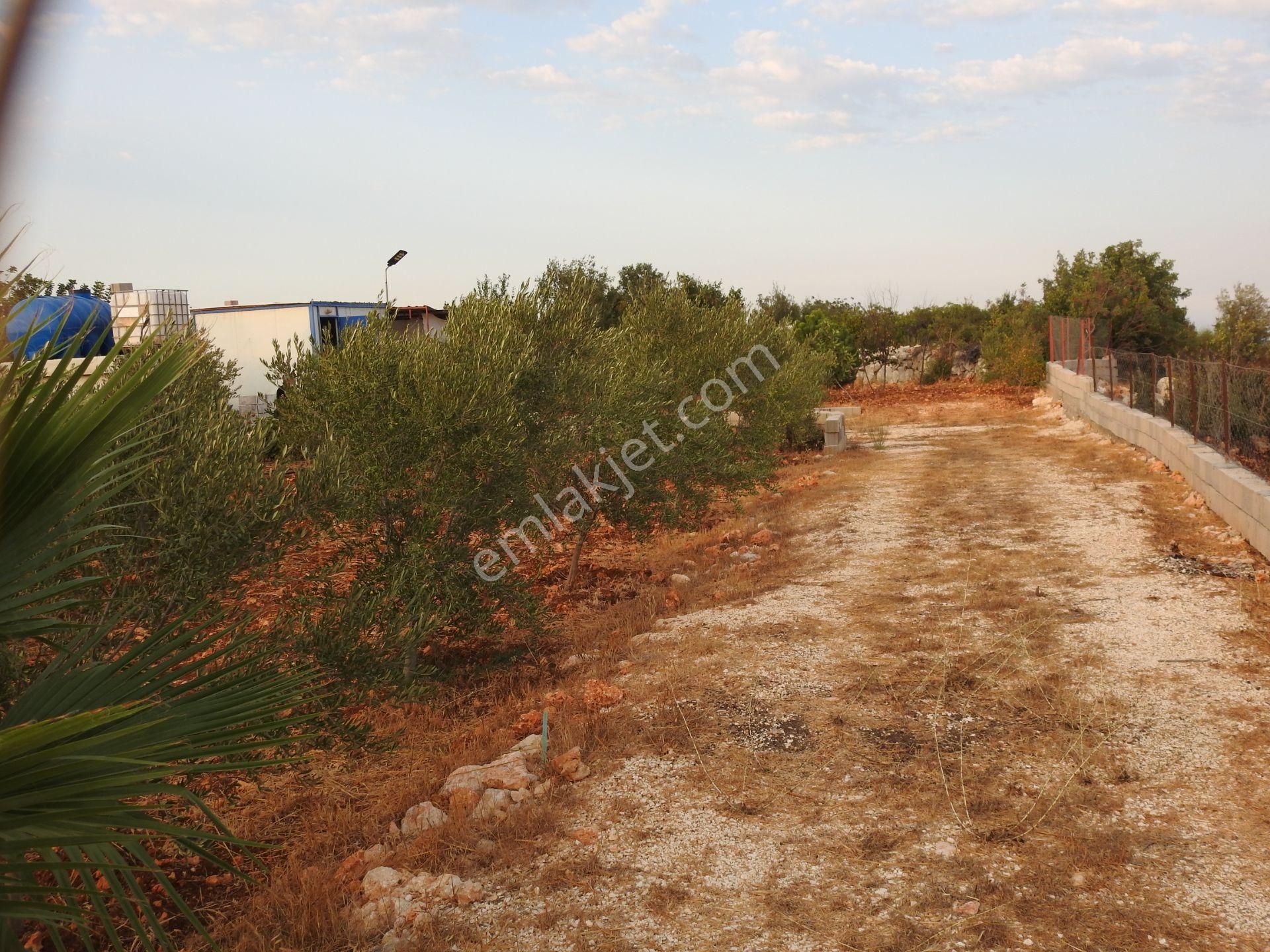 Silifke Hüseyinler De Deniz Manzalı Satılık 1088m2 Tarla!!! - Görsel 18
