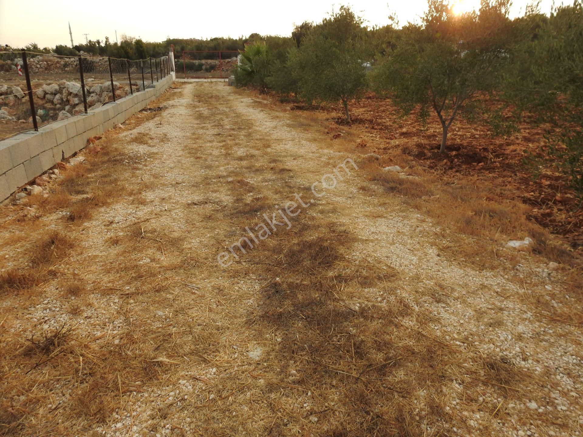 Silifke Hüseyinler De Deniz Manzalı Satılık 1088m2 Tarla!!! - Görsel 14