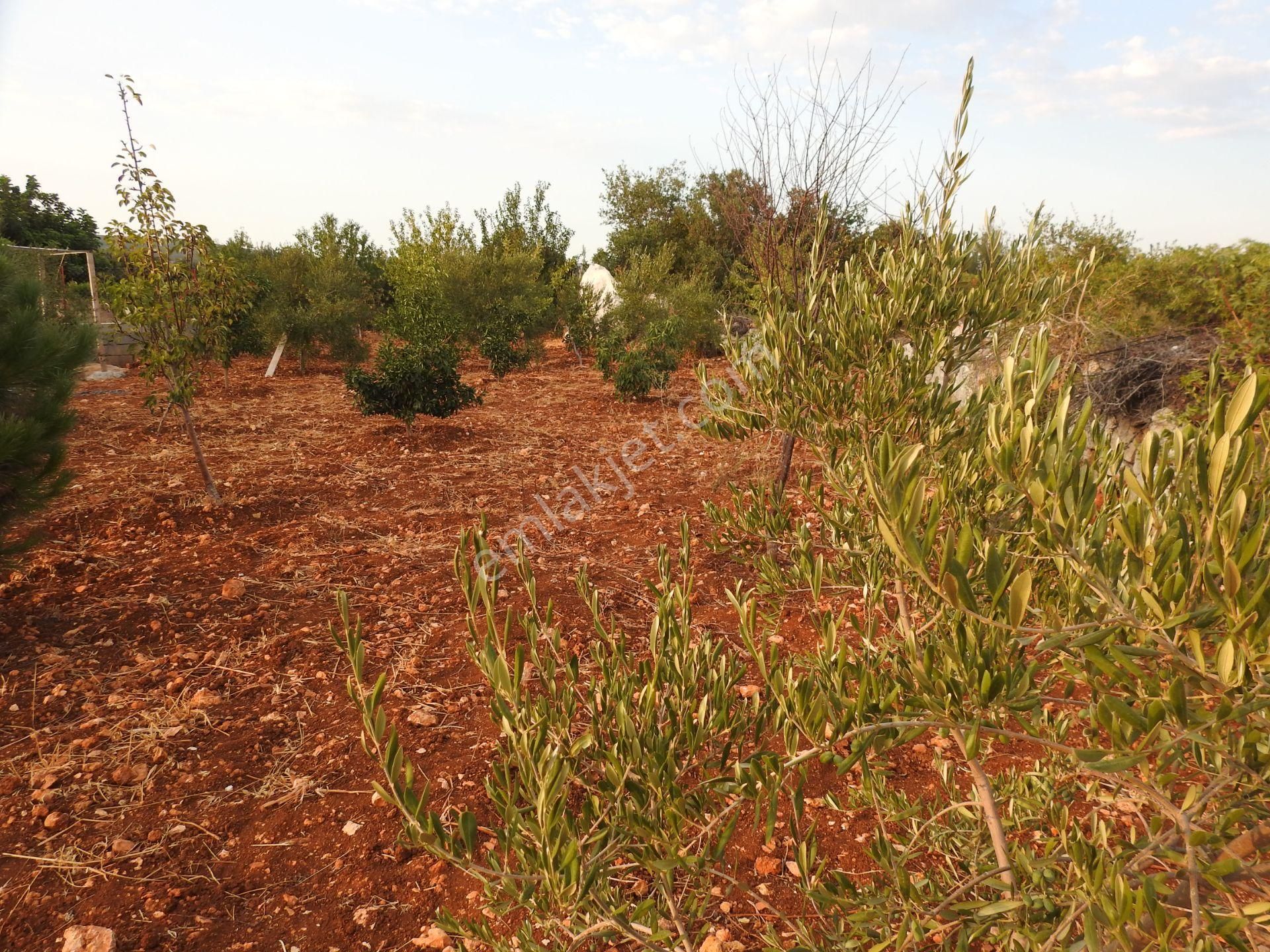 Silifke Hüseyinler De Deniz Manzalı Satılık 1088m2 Tarla!!! - Görsel 6