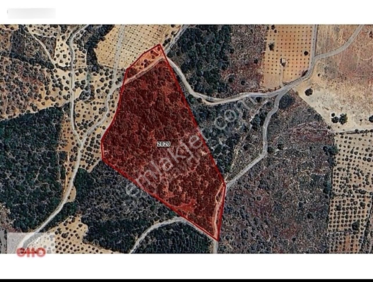 Gho Life Dan Fırsat Arazi!!! İzmir Torbalı Aslanlar'da 20.000 M2 Zeytinlik - Görsel 6