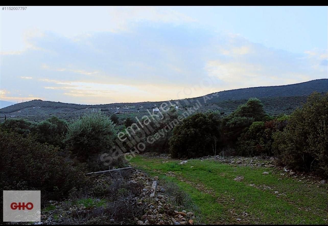Gho Life Dan Fırsat Arazi!!! İzmir Torbalı Aslanlar'da 20.000 M2 Zeytinlik