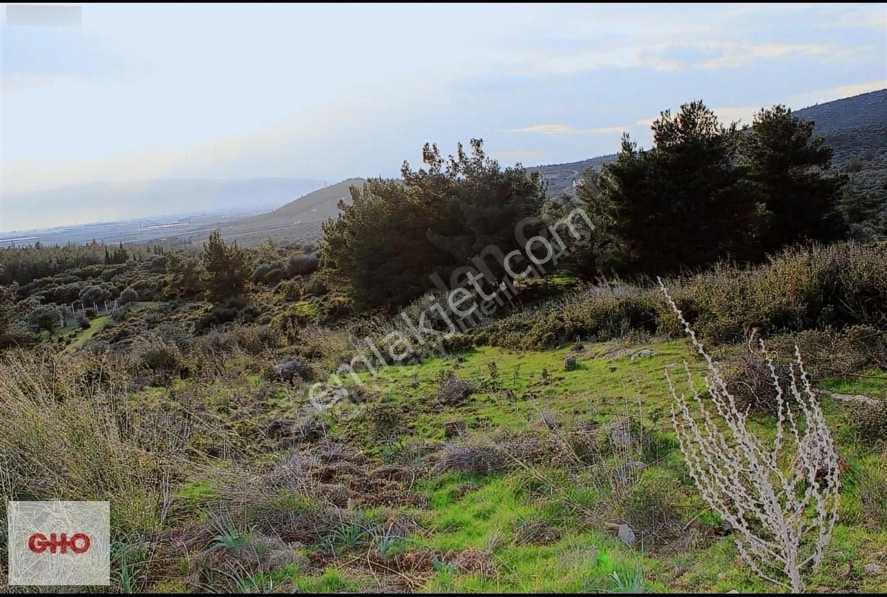 Gho Life Dan Fırsat Arazi!!! İzmir Torbalı Aslanlar'da 20.000 M2 Zeytinlik - Görsel 5