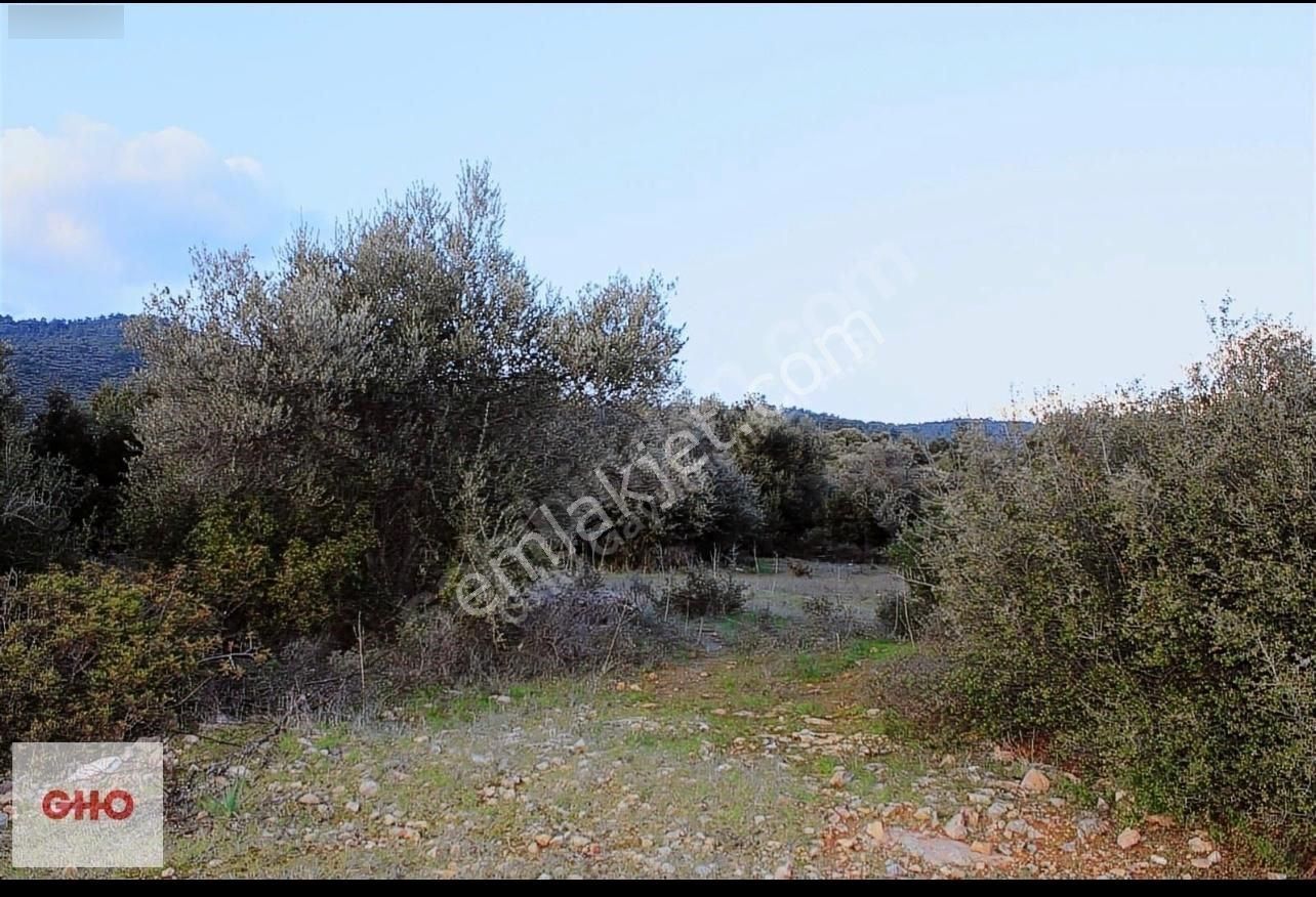 Gho Life Dan Fırsat Arazi!!! İzmir Torbalı Aslanlar'da 20.000 M2 Zeytinlik - Görsel 4