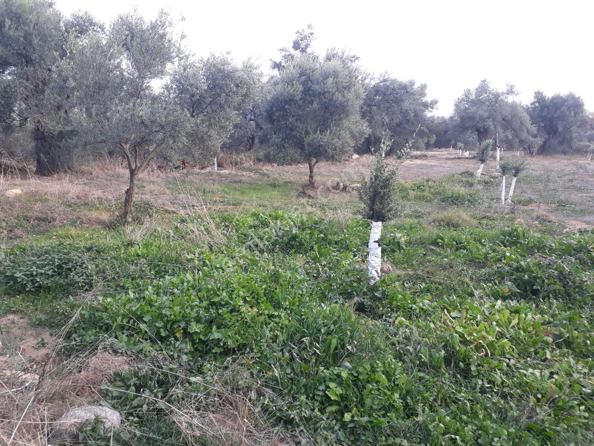 Karacasu Yenice Mahallesinde Satılık Zeytinlik