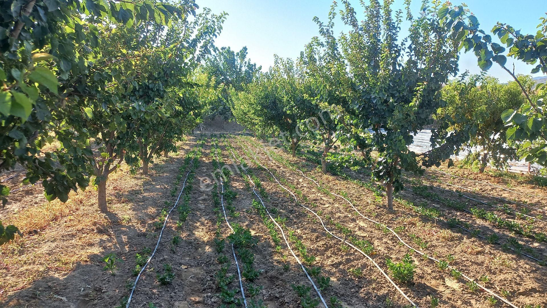 Okkalı Emlak Tan Menemen Yayla Mah. De Satılık Bahçe - Görsel 4