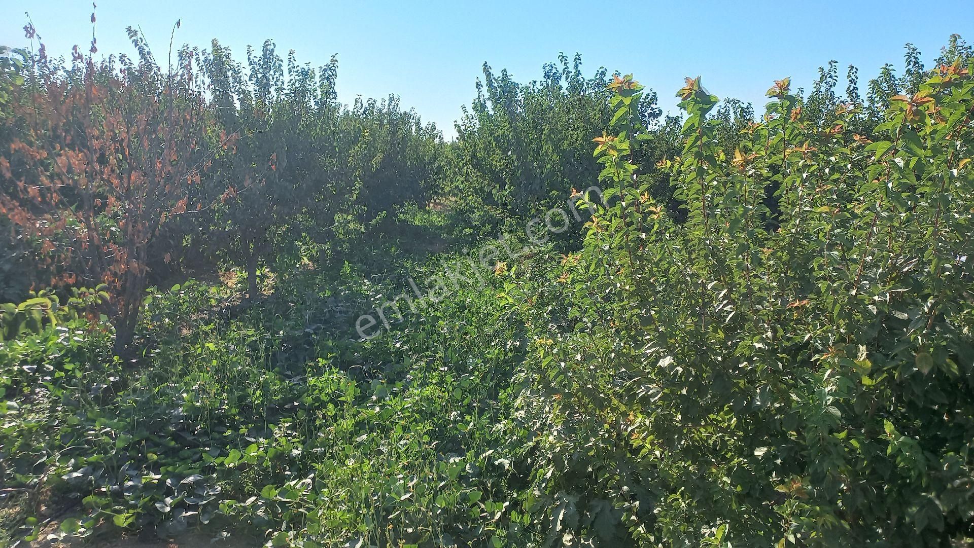 Okkalı Emlak Tan Menemen Yayla Mah. De Satılık Bahçe - Görsel 16