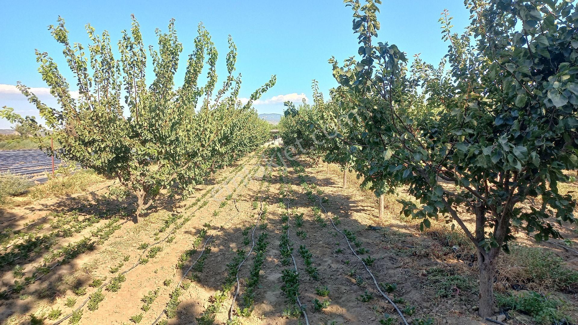 Okkalı Emlak Tan Menemen Yayla Mah. De Satılık Bahçe