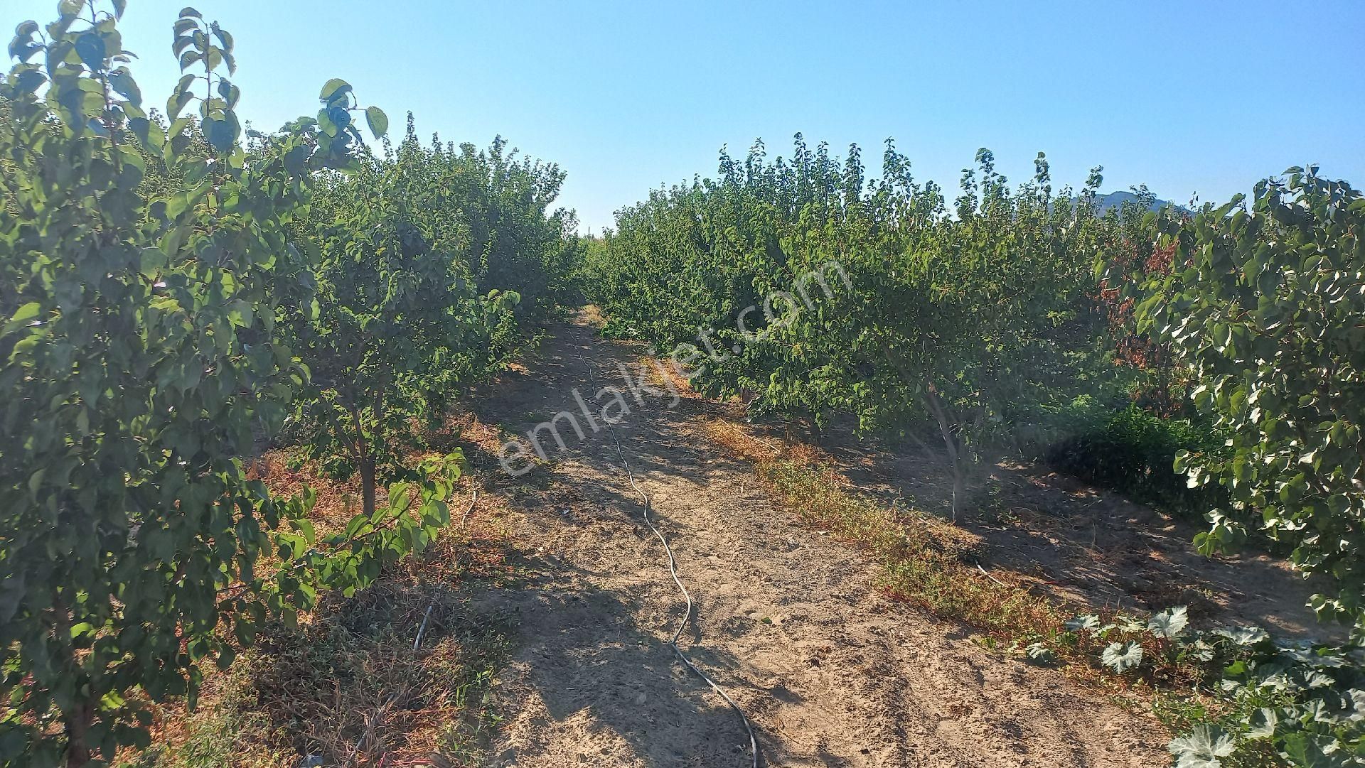 Okkalı Emlak Tan Menemen Yayla Mah. De Satılık Bahçe - Görsel 15