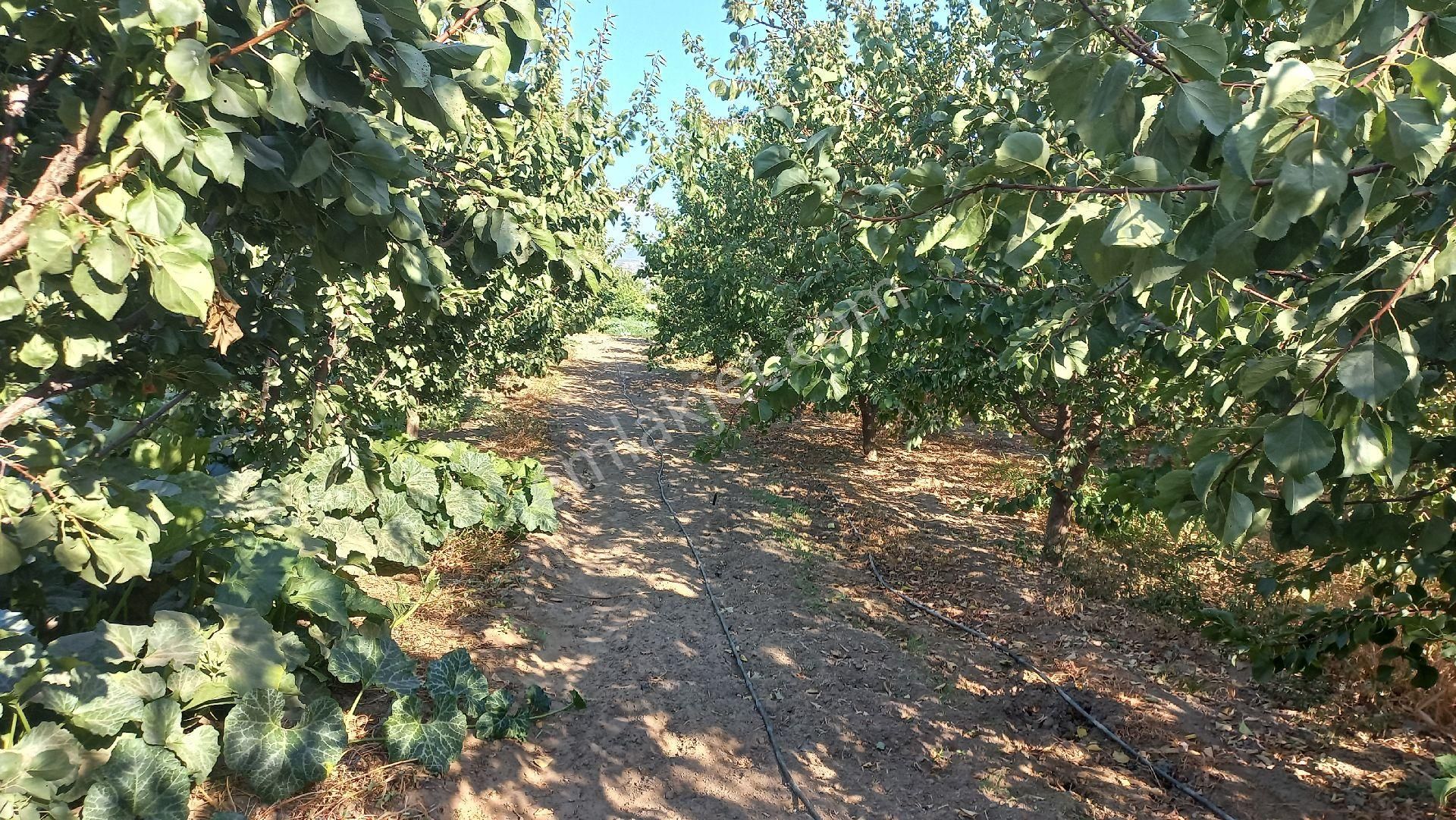 Okkalı Emlak Tan Menemen Yayla Mah. De Satılık Bahçe - Görsel 11