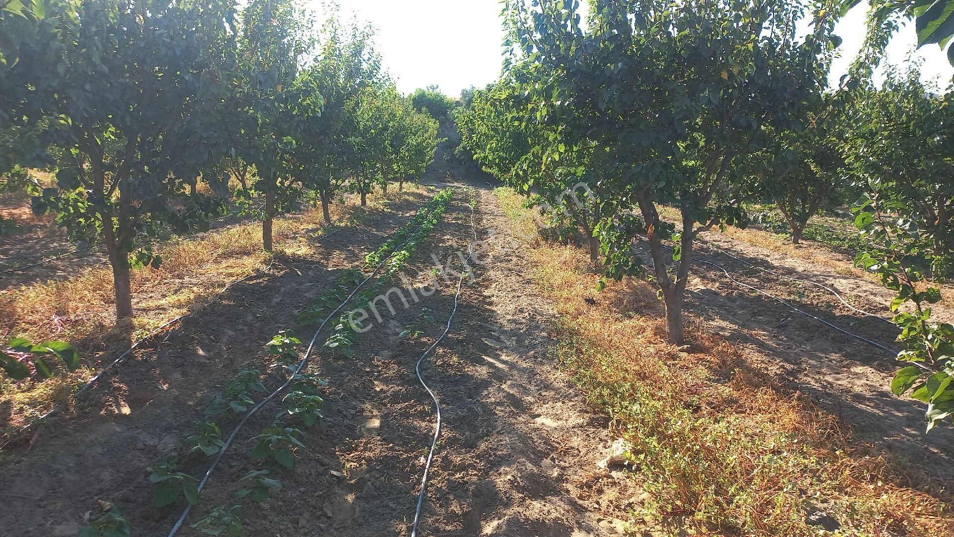 Okkalı Emlak Tan Menemen Yayla Mah. De Satılık Bahçe - Görsel 9