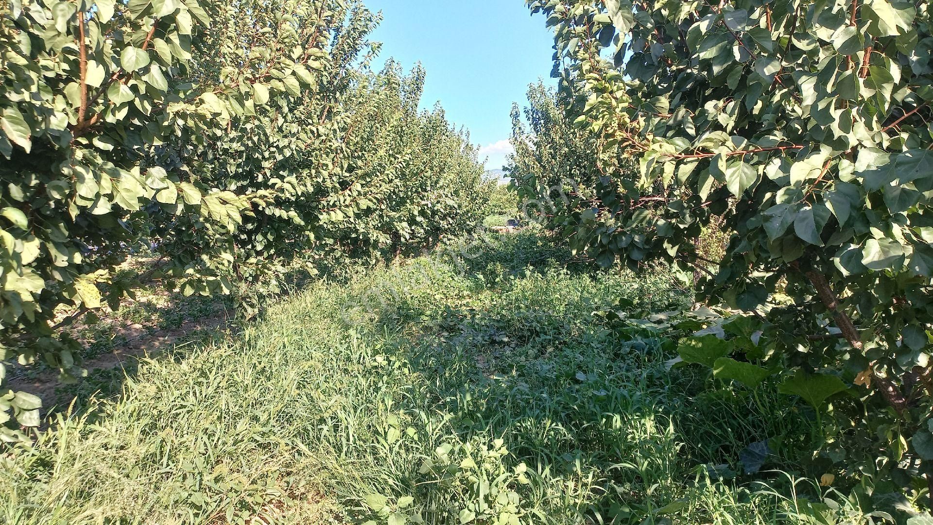 Okkalı Emlak Tan Menemen Yayla Mah. De Satılık Bahçe - Görsel 7