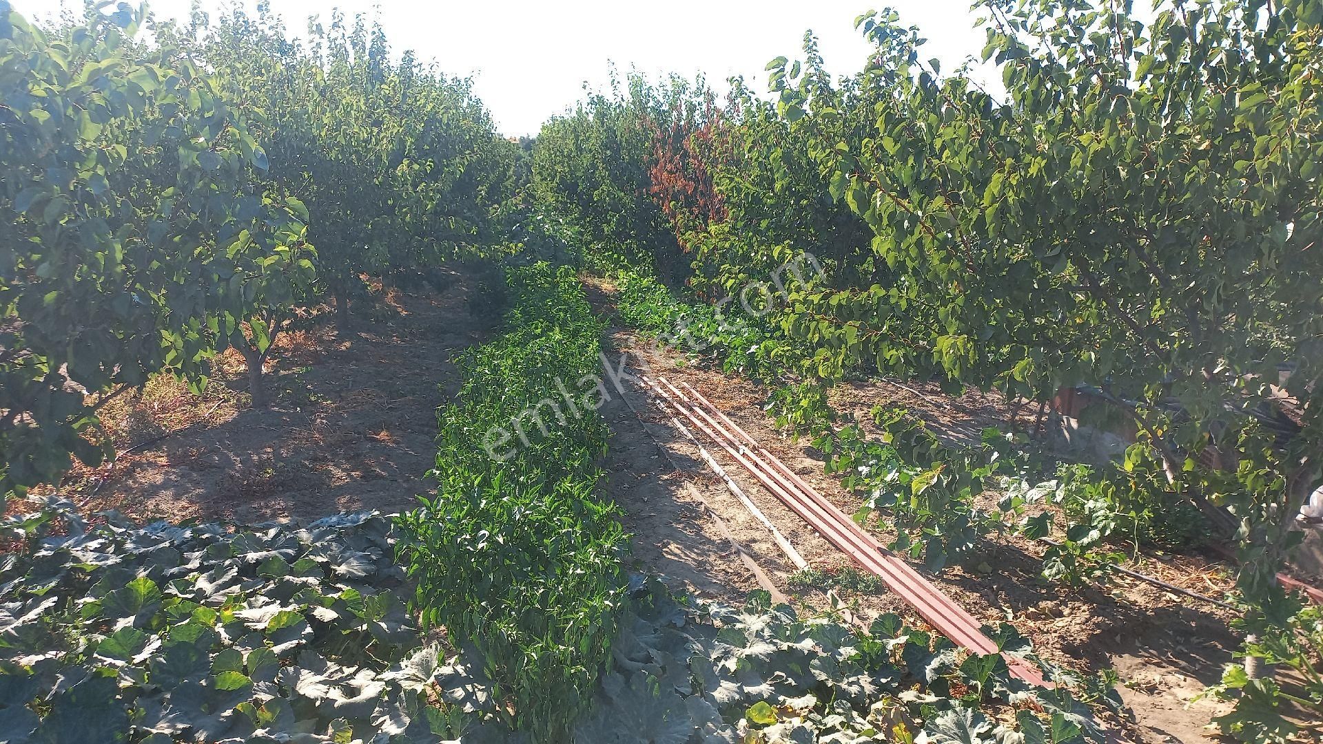 Okkalı Emlak Tan Menemen Yayla Mah. De Satılık Bahçe - Görsel 17