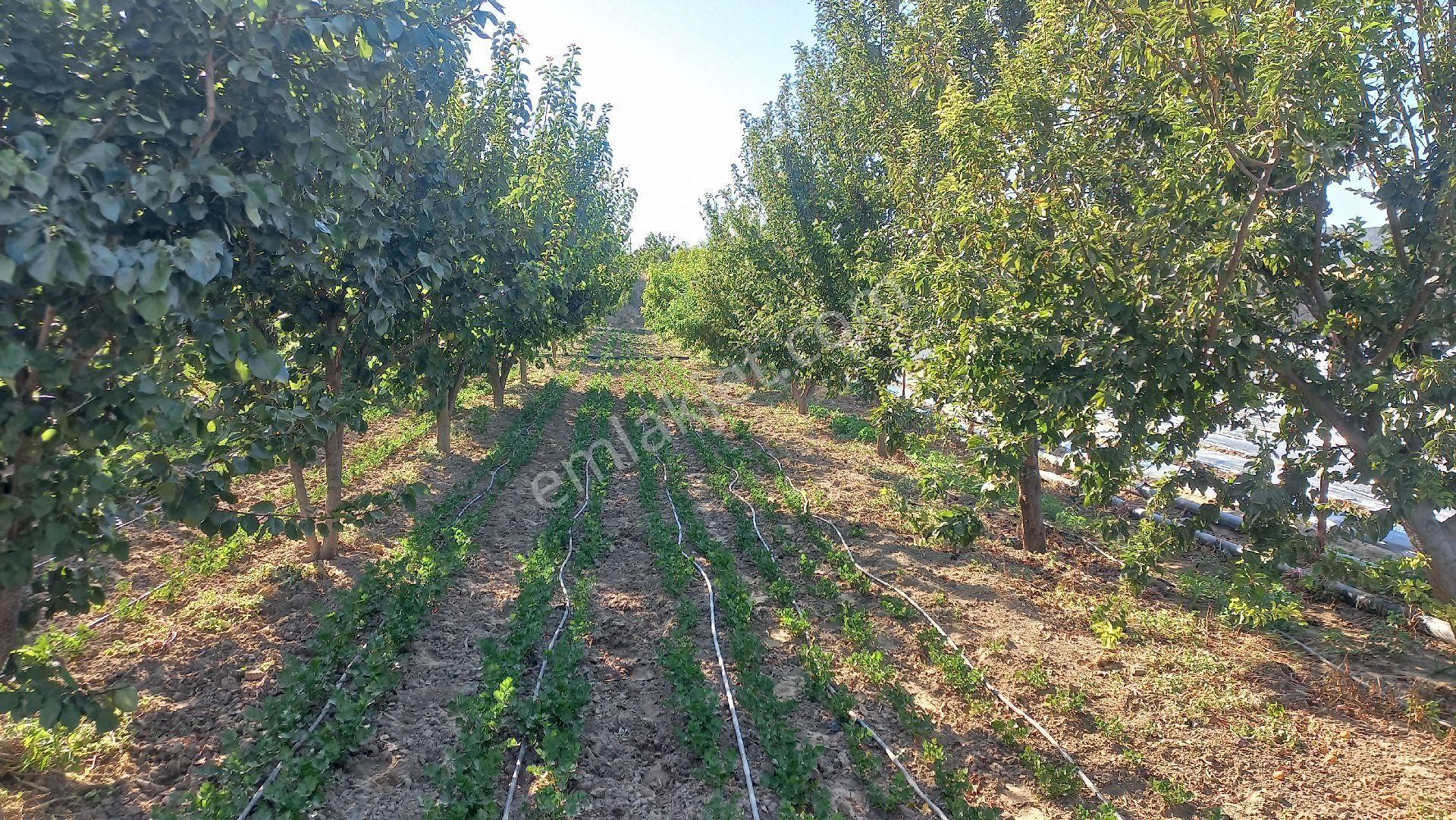 Okkalı Emlak Tan Menemen Yayla Mah. De Satılık Bahçe - Görsel 20