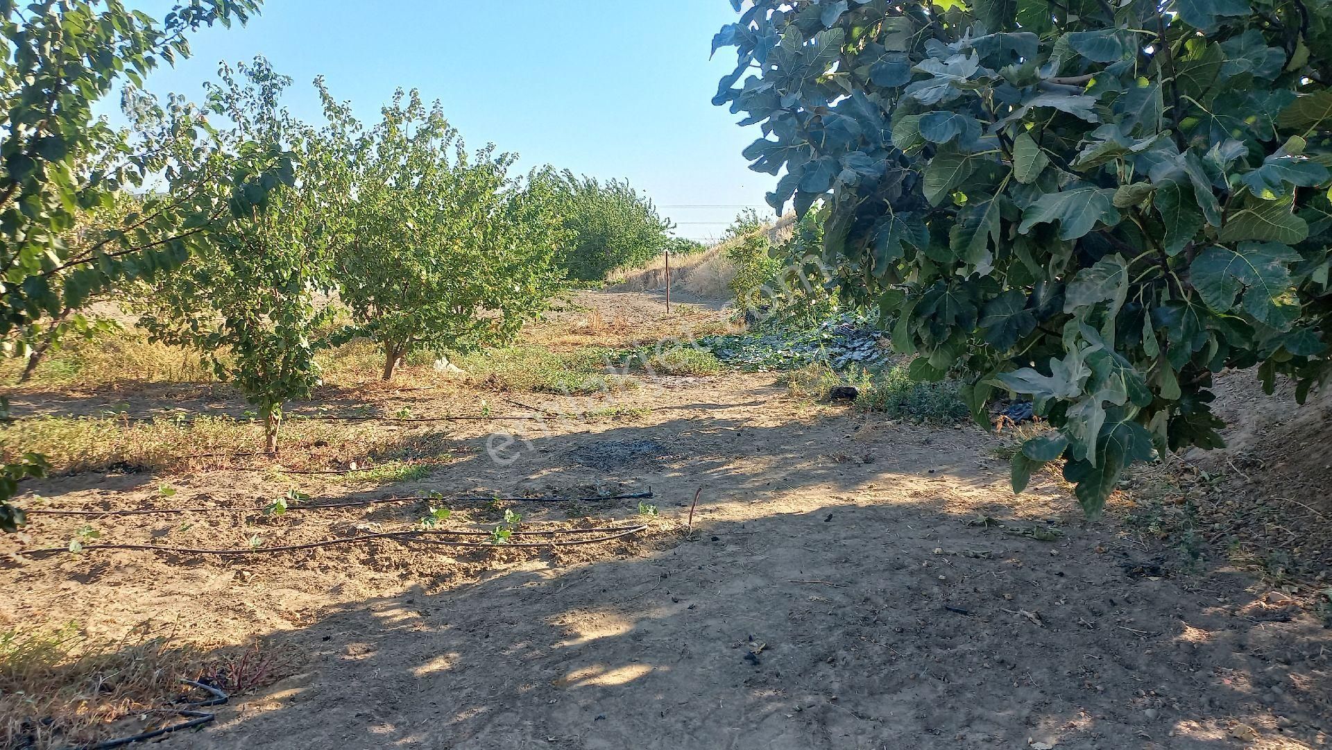 Okkalı Emlak Tan Menemen Yayla Mah. De Satılık Bahçe - Görsel 6
