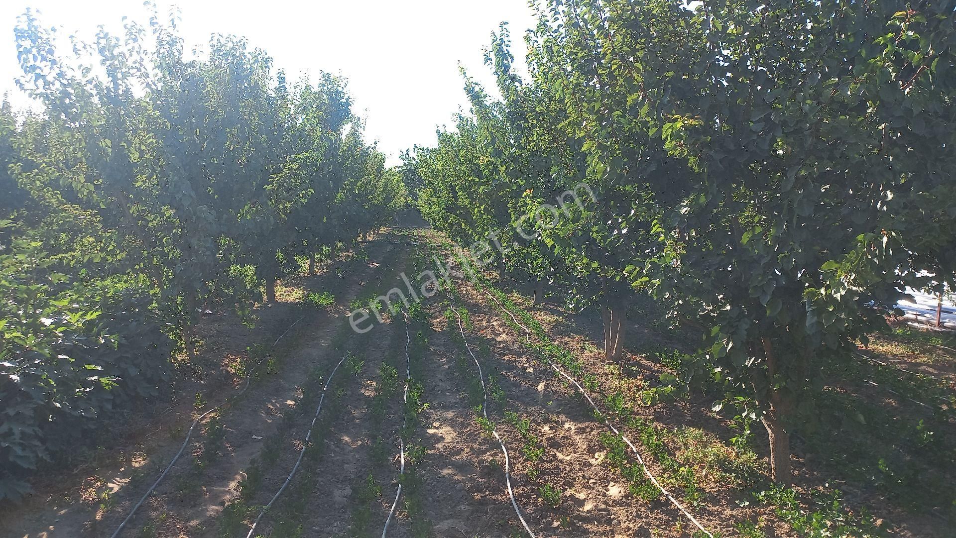 Okkalı Emlak Tan Menemen Yayla Mah. De Satılık Bahçe - Görsel 19