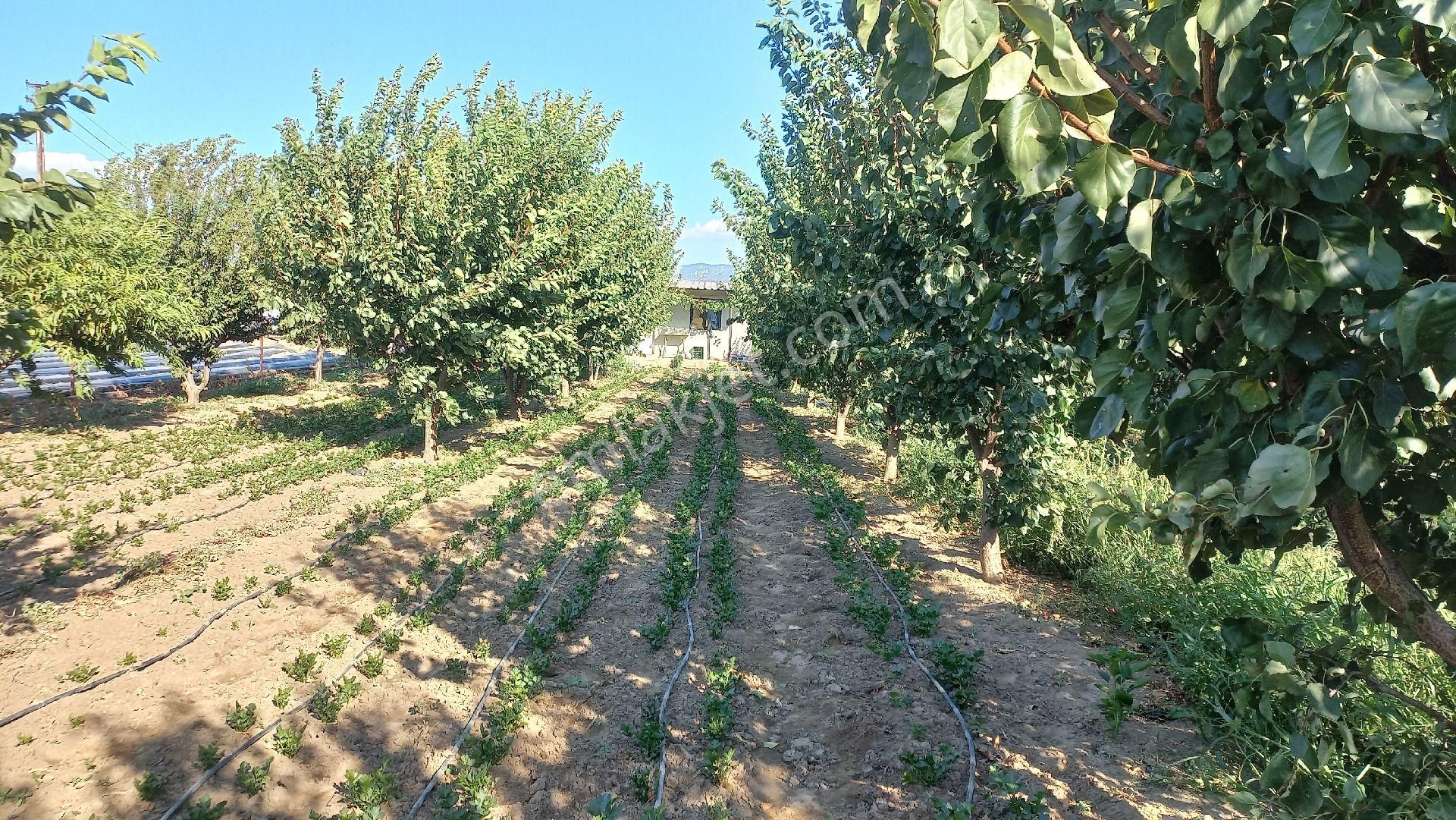 Okkalı Emlak Tan Menemen Yayla Mah. De Satılık Bahçe - Görsel 5