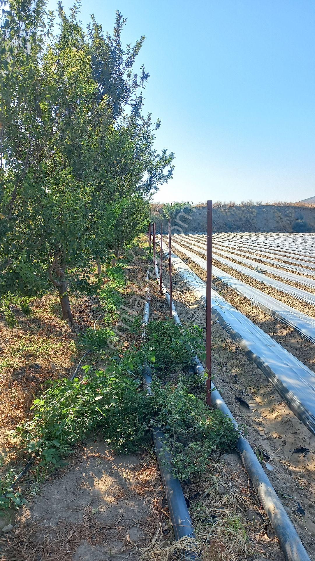 Okkalı Emlak Tan Menemen Yayla Mah. De Satılık Bahçe - Görsel 23