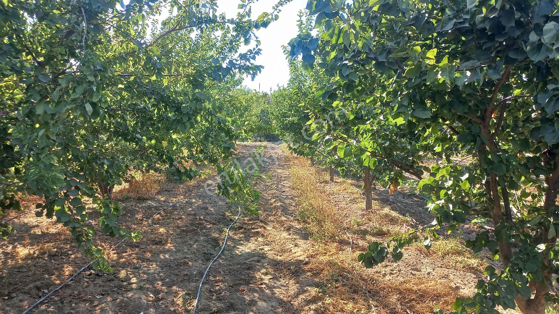 Okkalı Emlak Tan Menemen Yayla Mah. De Satılık Bahçe - Görsel 10
