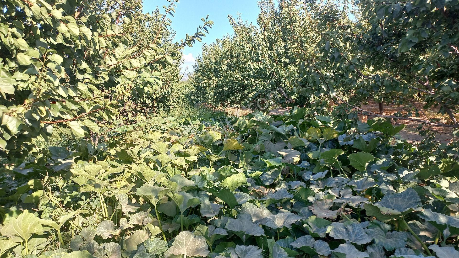 Okkalı Emlak Tan Menemen Yayla Mah. De Satılık Bahçe - Görsel 8