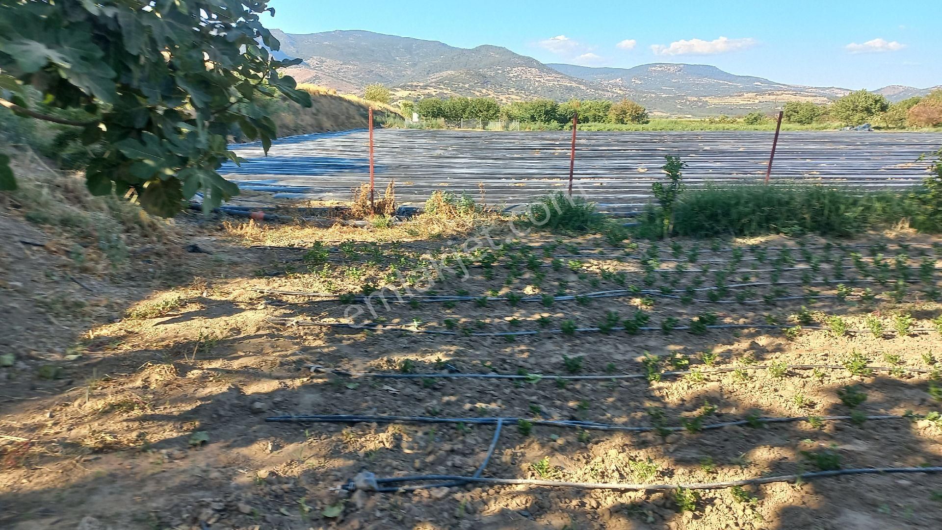 Okkalı Emlak Tan Menemen Yayla Mah. De Satılık Bahçe - Görsel 3