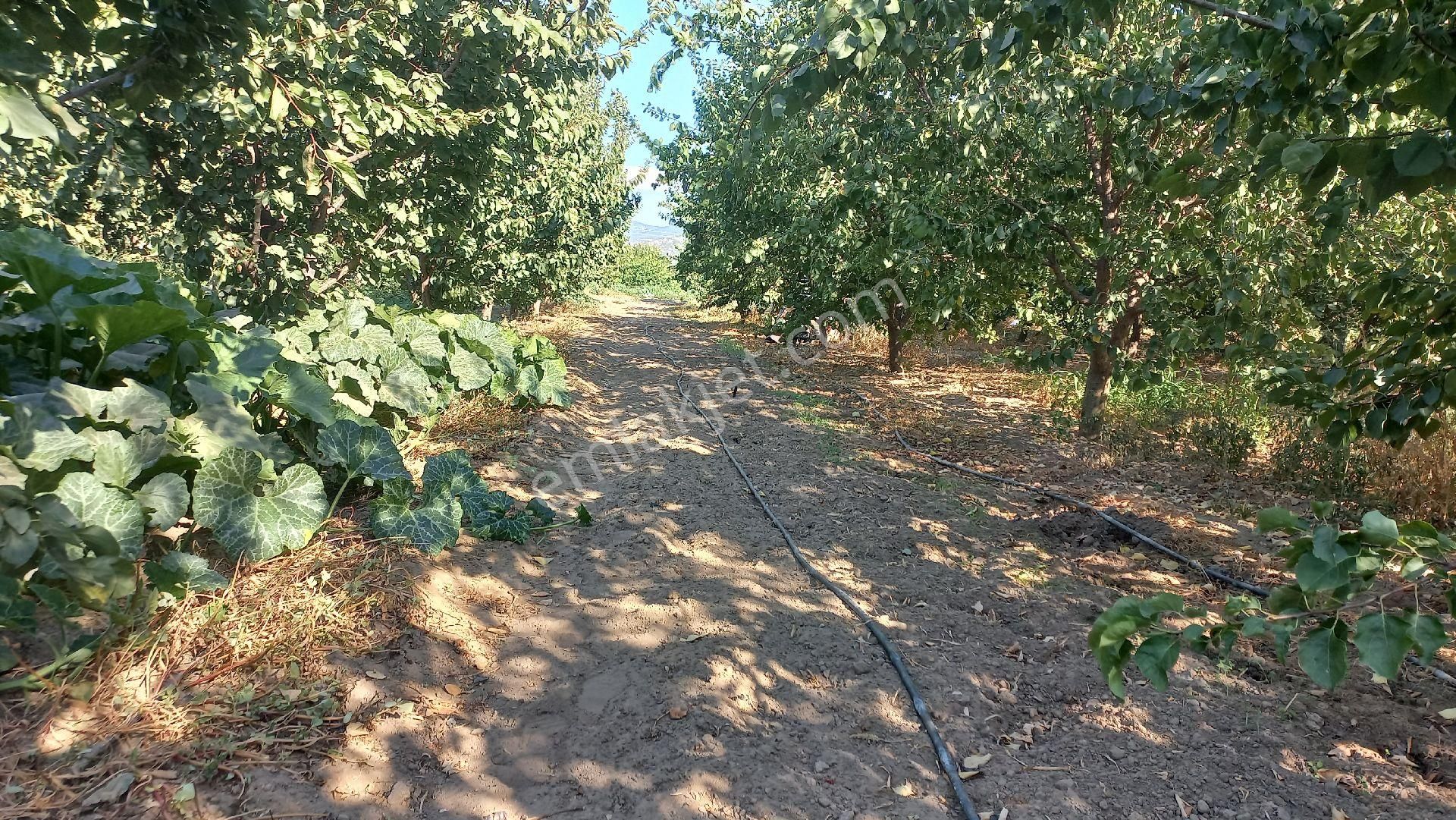 Okkalı Emlak Tan Menemen Yayla Mah. De Satılık Bahçe - Görsel 12