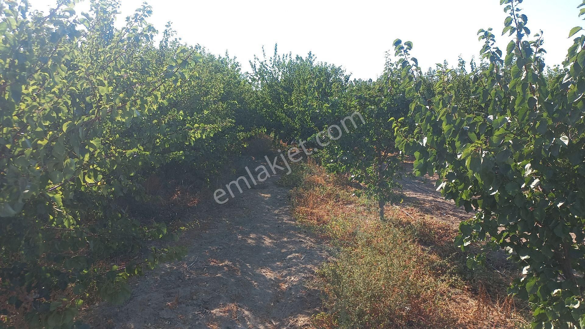 Okkalı Emlak Tan Menemen Yayla Mah. De Satılık Bahçe - Görsel 18