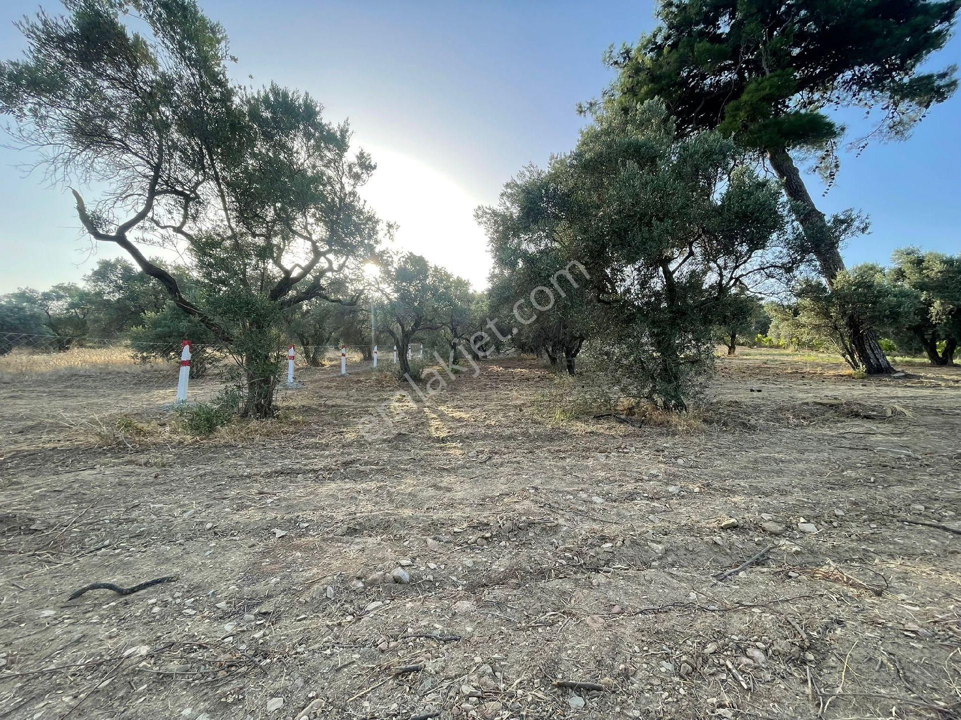 İzmir Kemalpaşa Dereköyde Satılık Tarla - Görsel 5