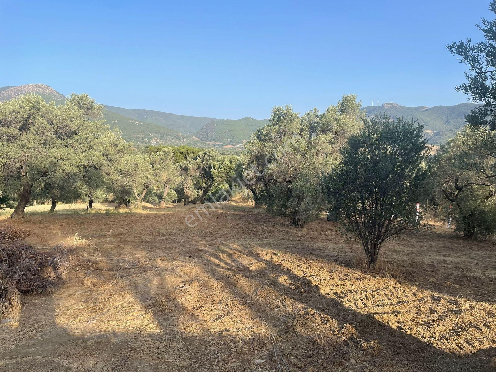 İzmir Kemalpaşa Dereköyde Satılık Tarla - Görsel 15