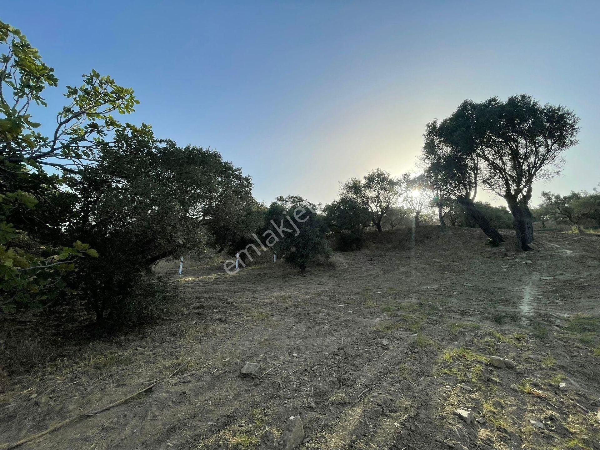 İzmir Kemalpaşa Dereköyde Satılık Tarla - Görsel 13