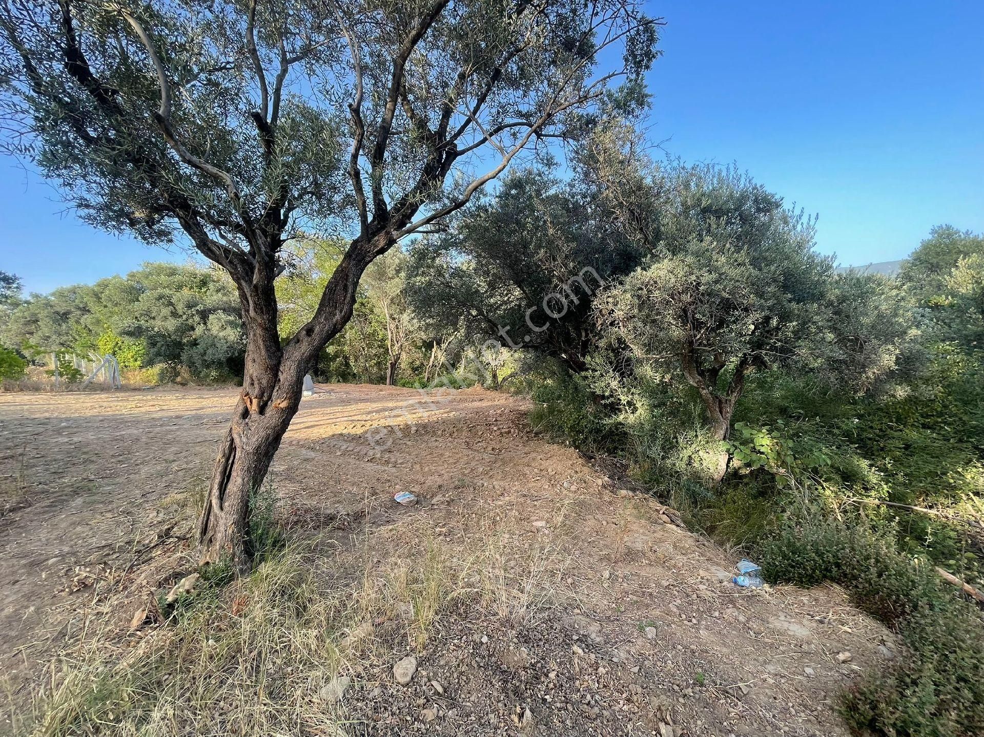 İzmir Kemalpaşa Dereköyde Satılık Tarla - Görsel 6