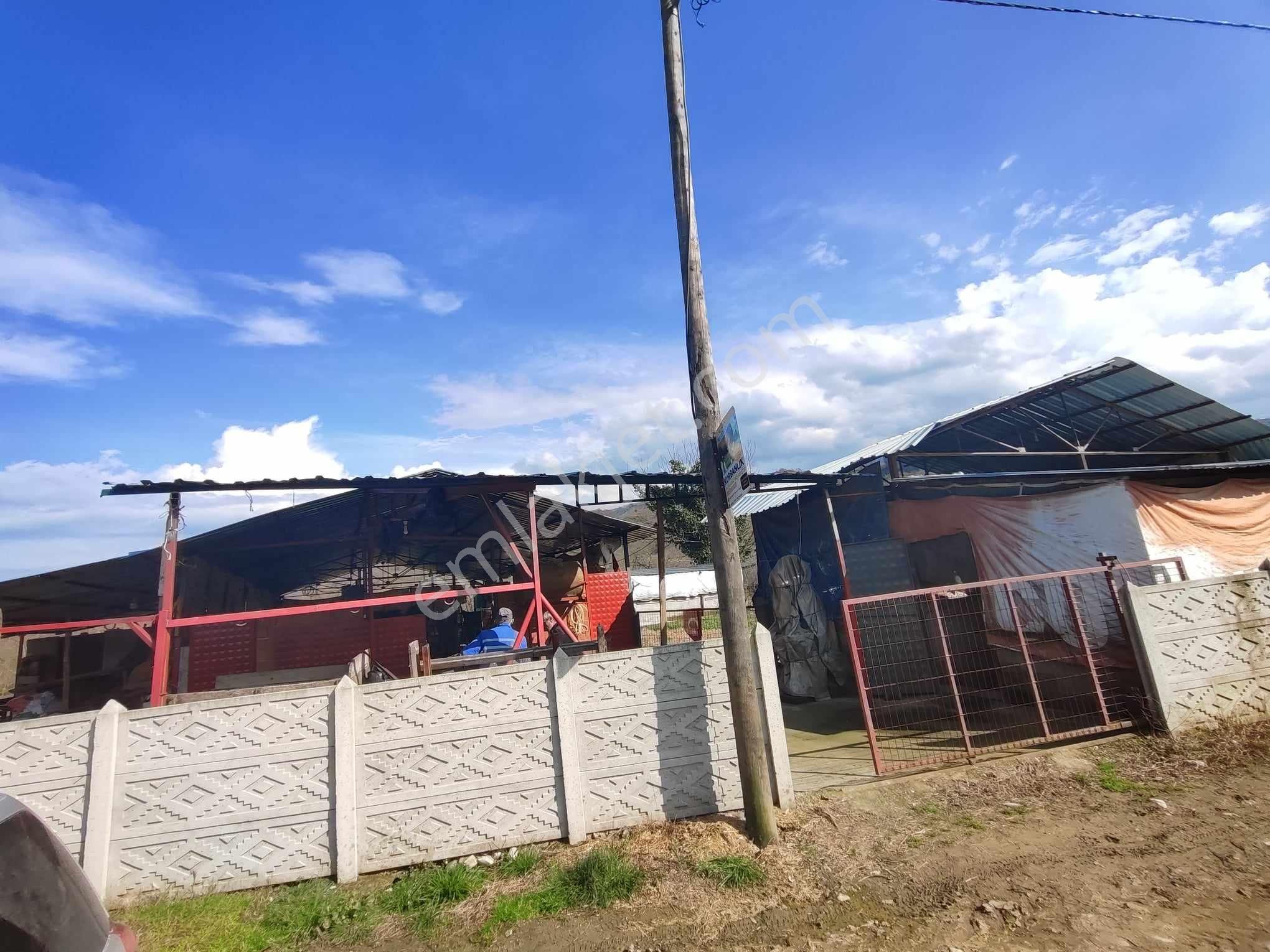 Düzce Akçakoca Uğurlu Köyünde Satılık 1.520 M2 Besi Çiftliği.