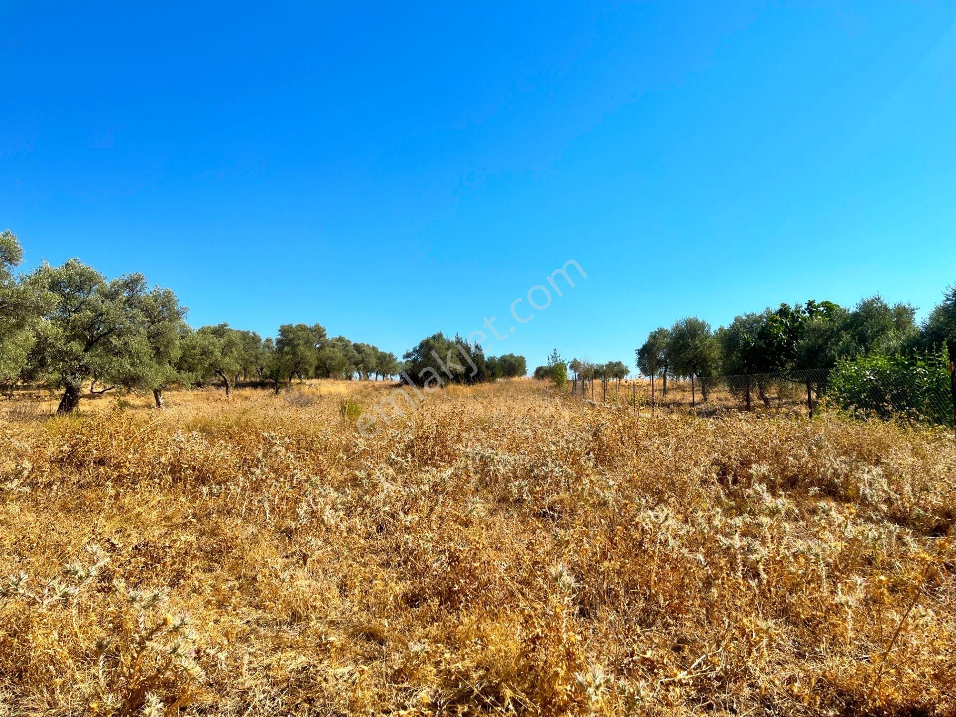 Milas Aslanyakada 3531 M² Konut İmarlı Arsa - Görsel 9